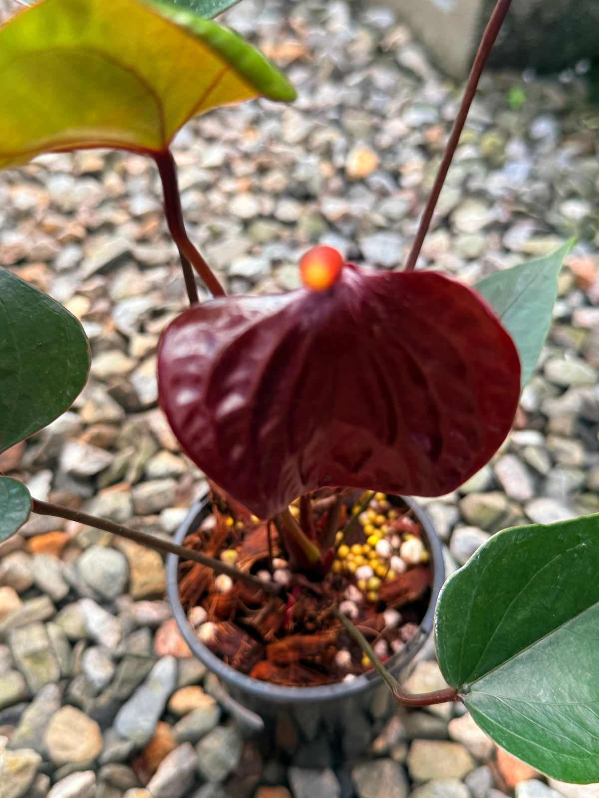 Anthurium 'Sempre' V77
