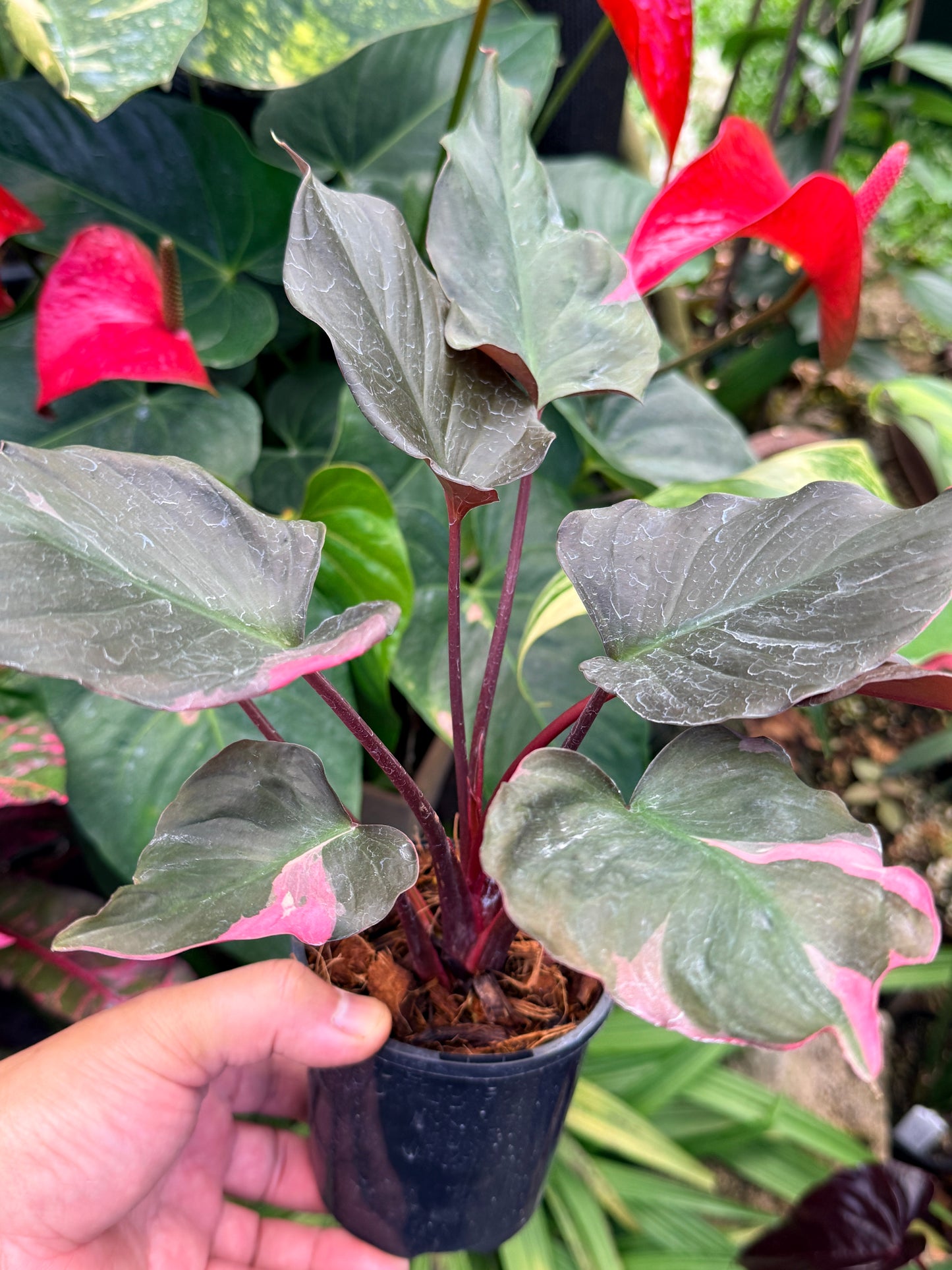 Homalomena rubescens Flaming Red Variegata M52