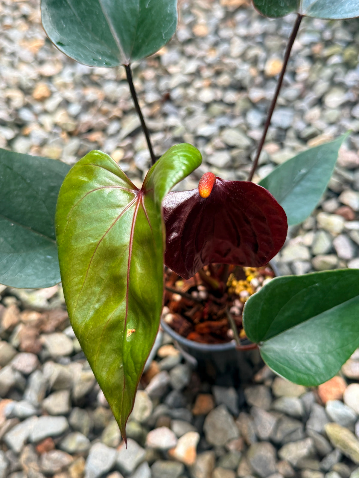 Anthurium 'Sempre' V77