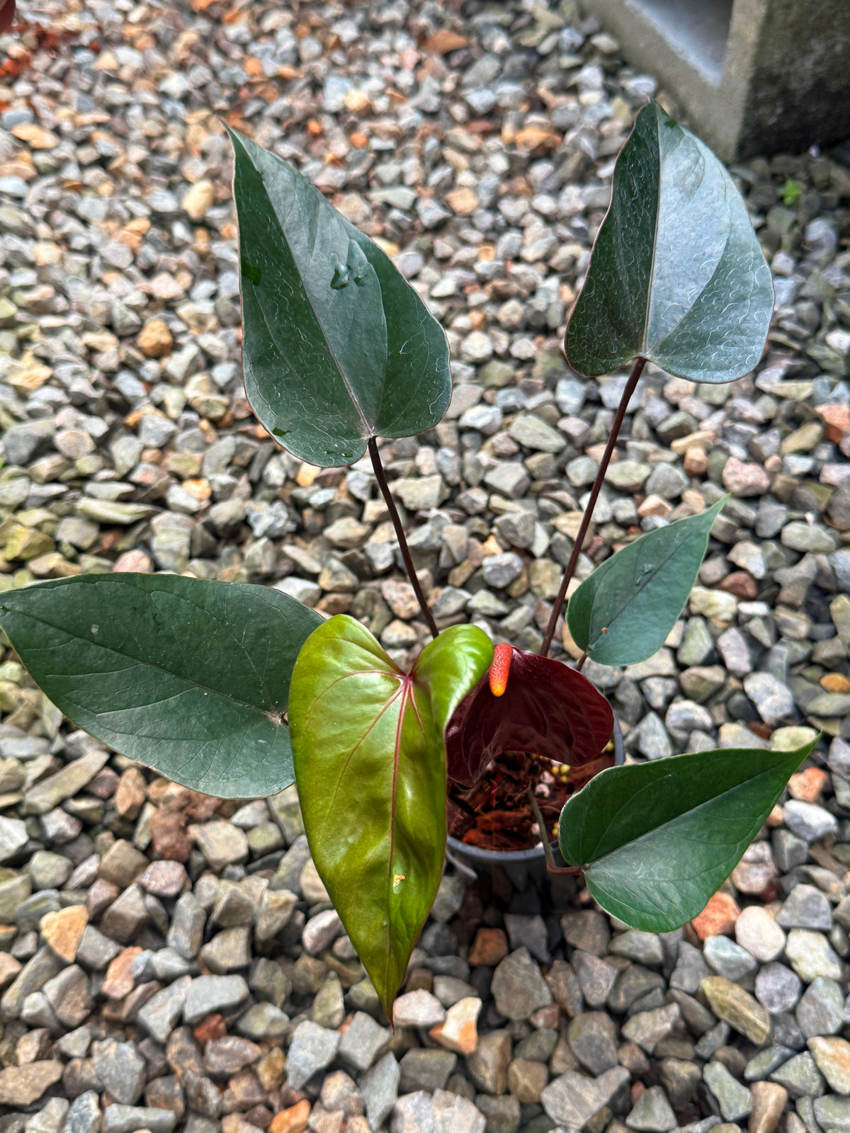 Anthurium 'Sempre' V77