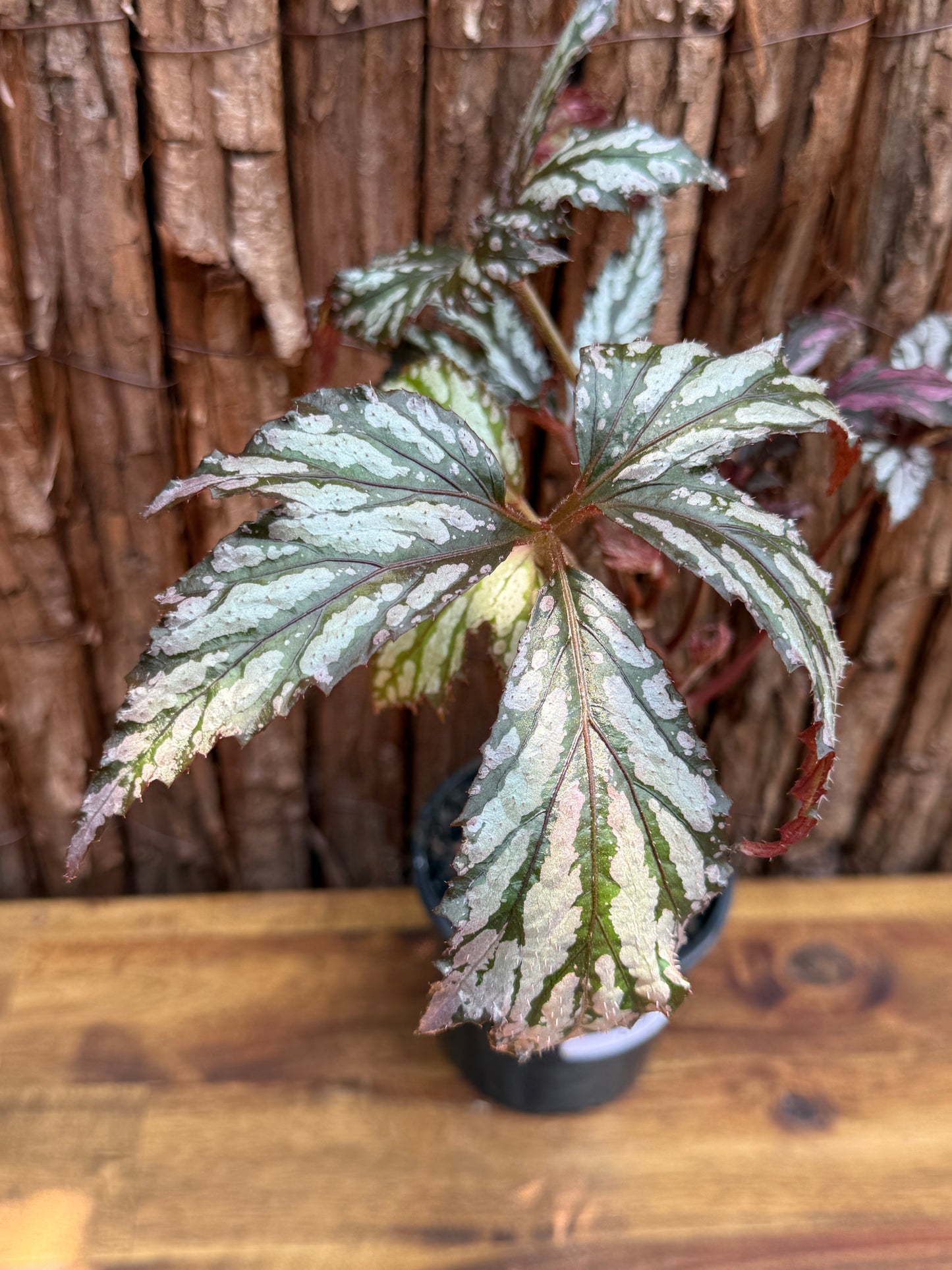 Begonia Benitochiba G74