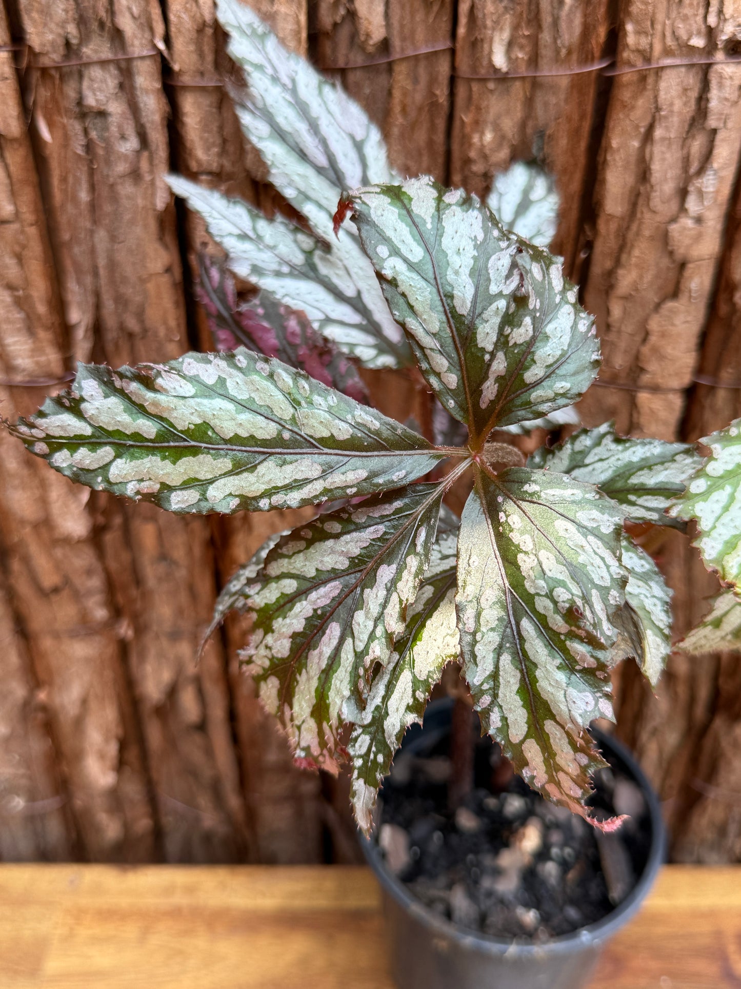 Begonia Benitochiba G74