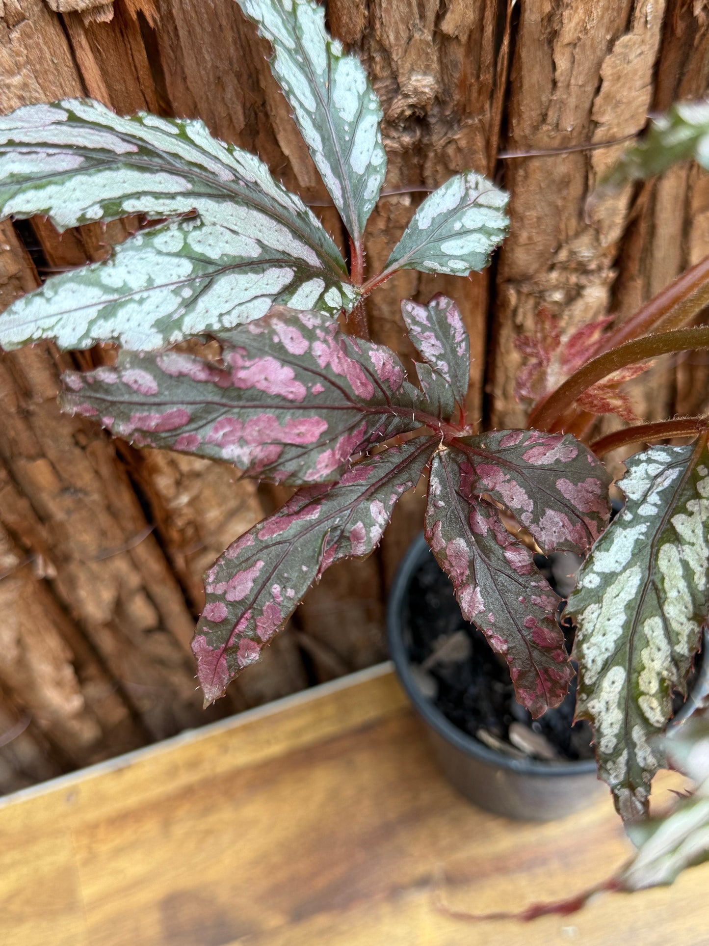 Begonia Benitochiba G74