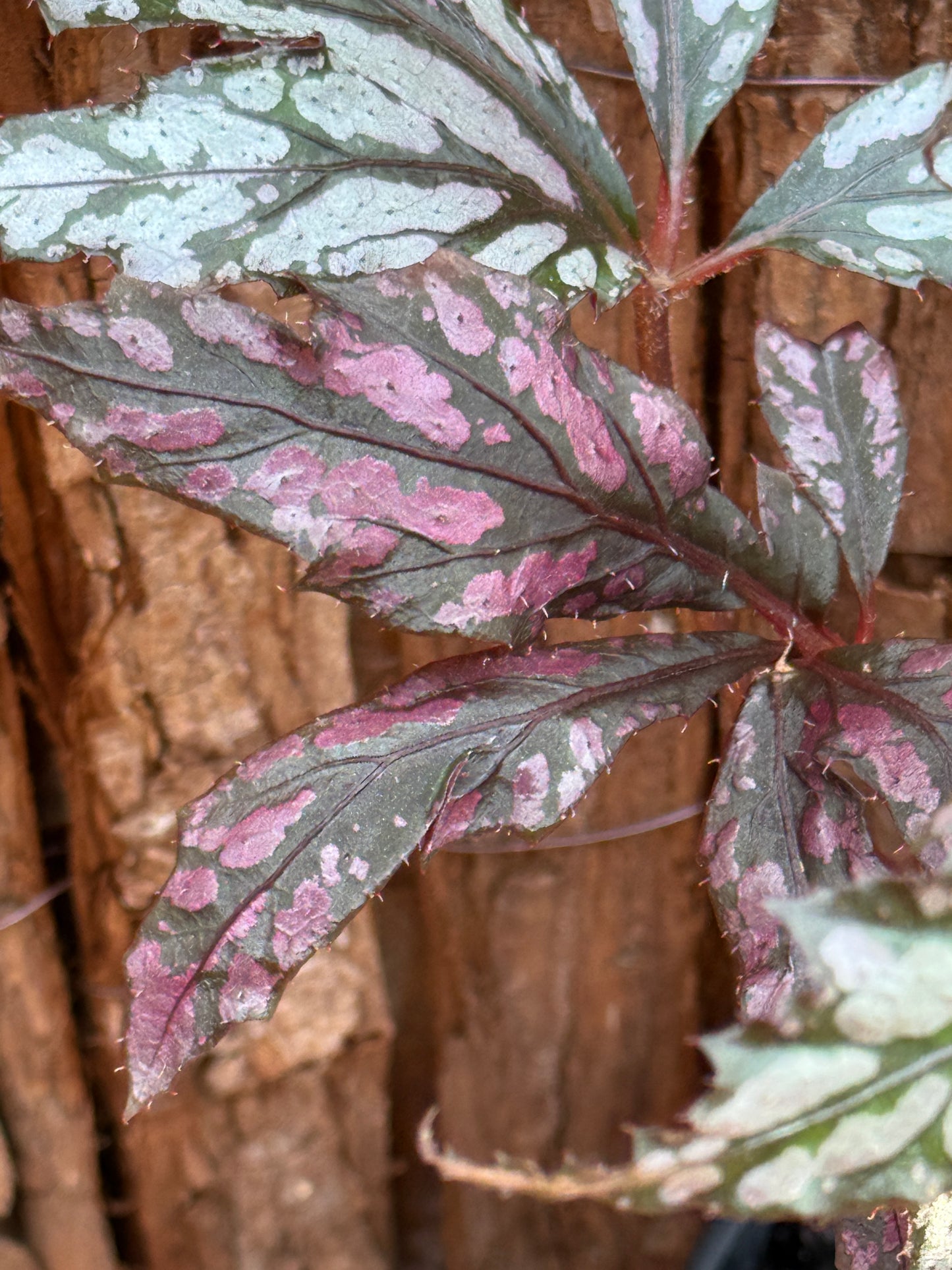 Begonia Benitochiba G74