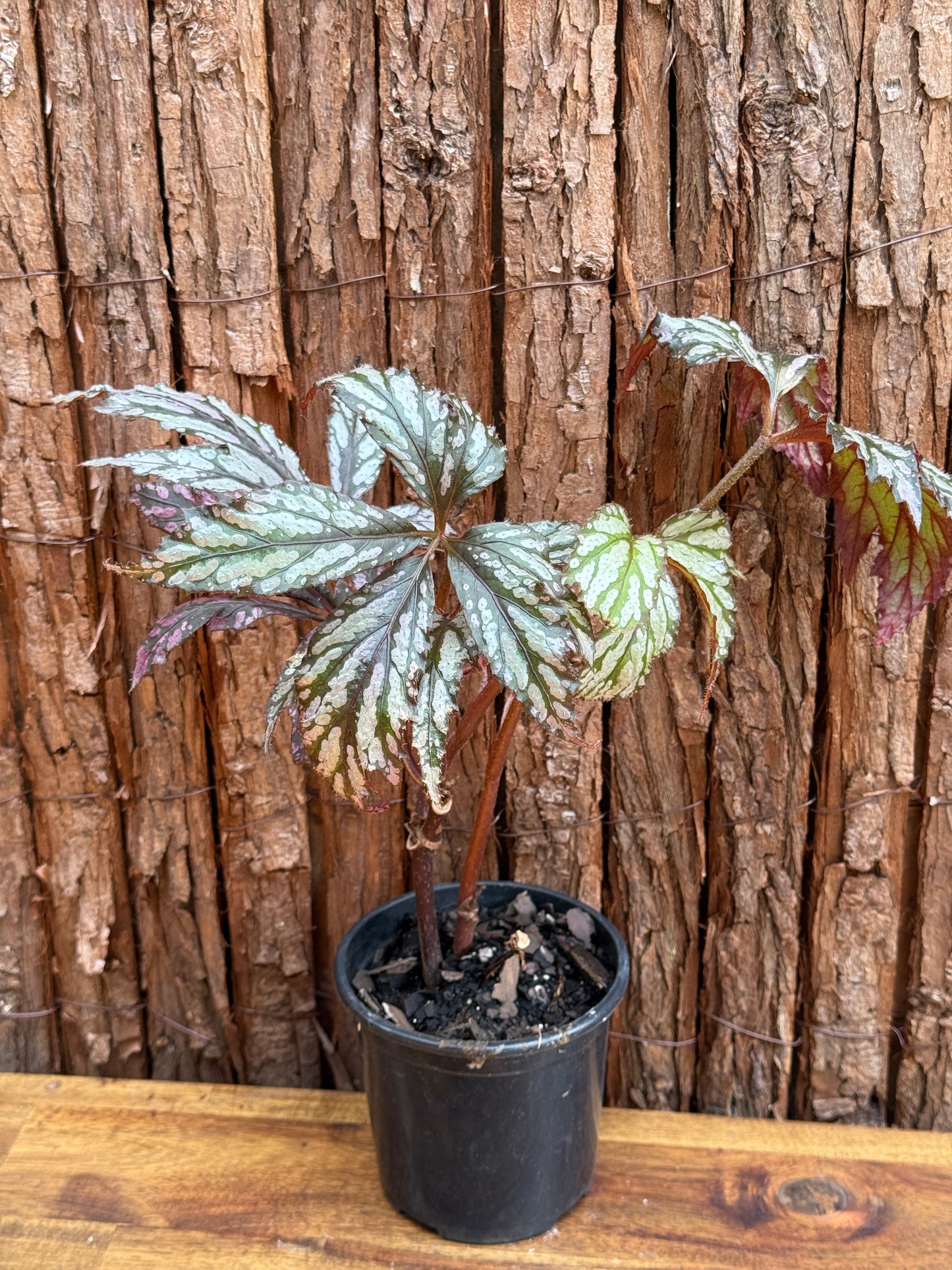 Begonia Benitochiba G74