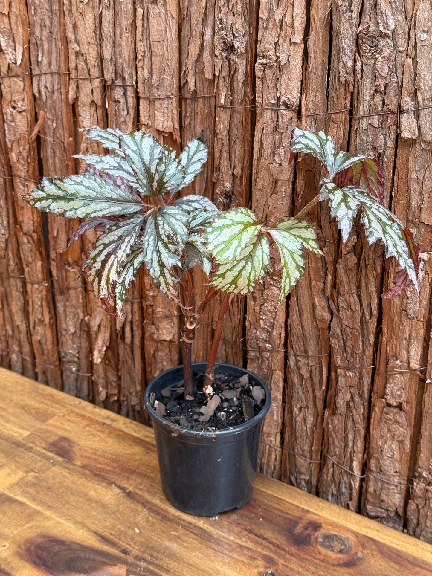 Begonia Benitochiba G74