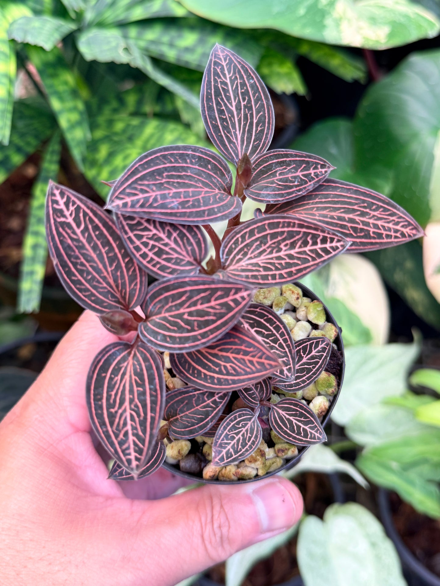 Ludisia discolor 'Spiderman' M46