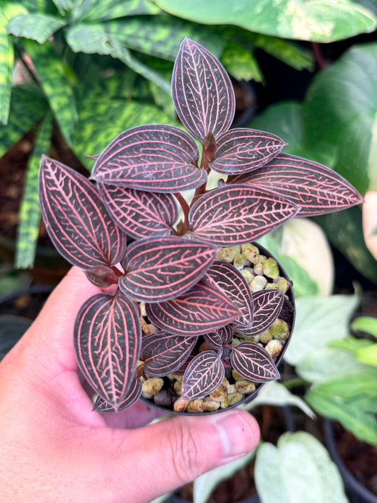 Ludisia discolor 'Spiderman' M46