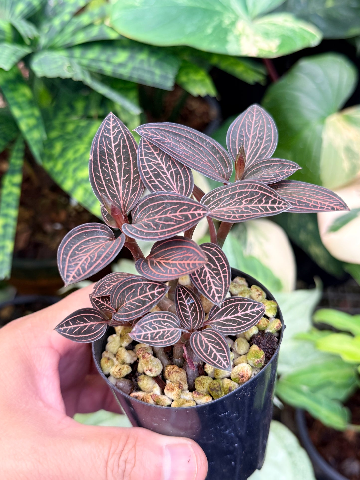 Ludisia discolor 'Spiderman' M46