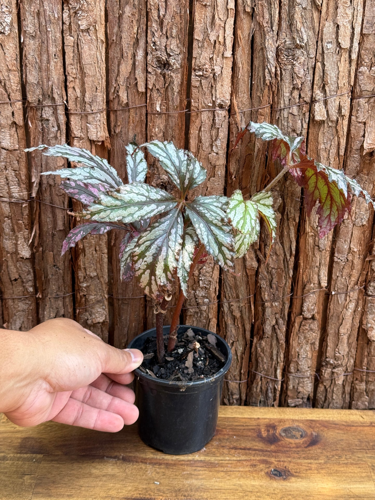 Begonia Benitochiba G74