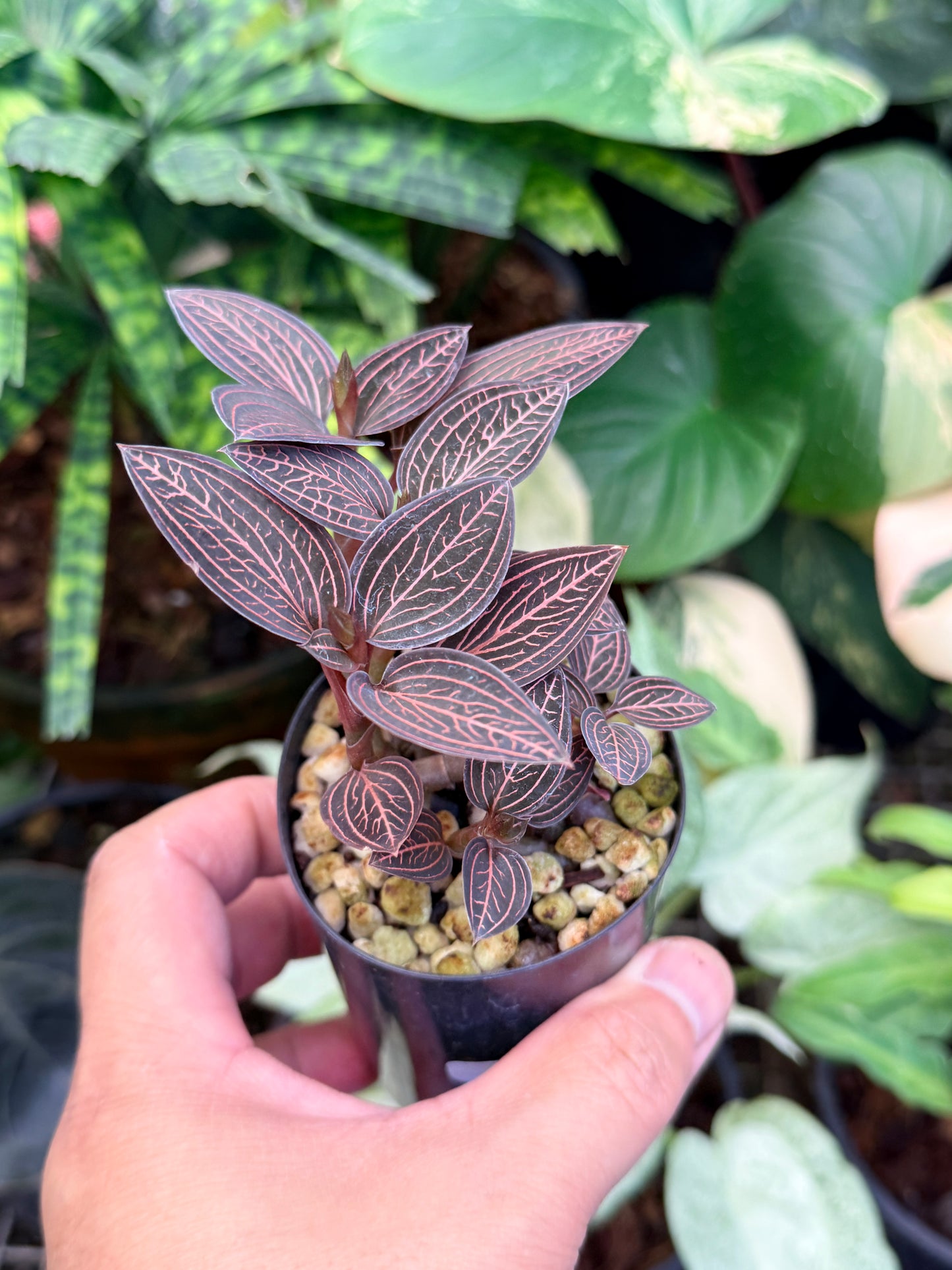 Ludisia discolor 'Spiderman' M46