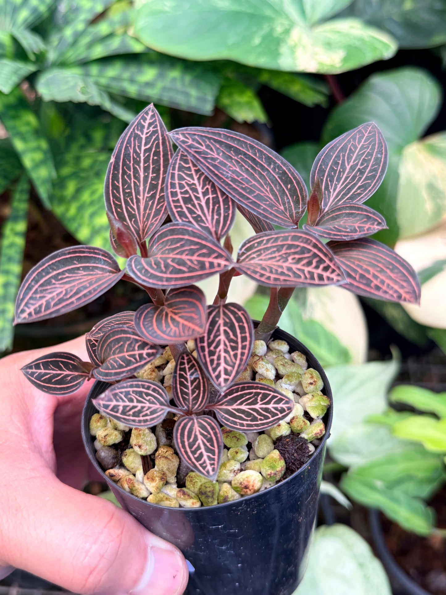 Ludisia discolor 'Spiderman' M46
