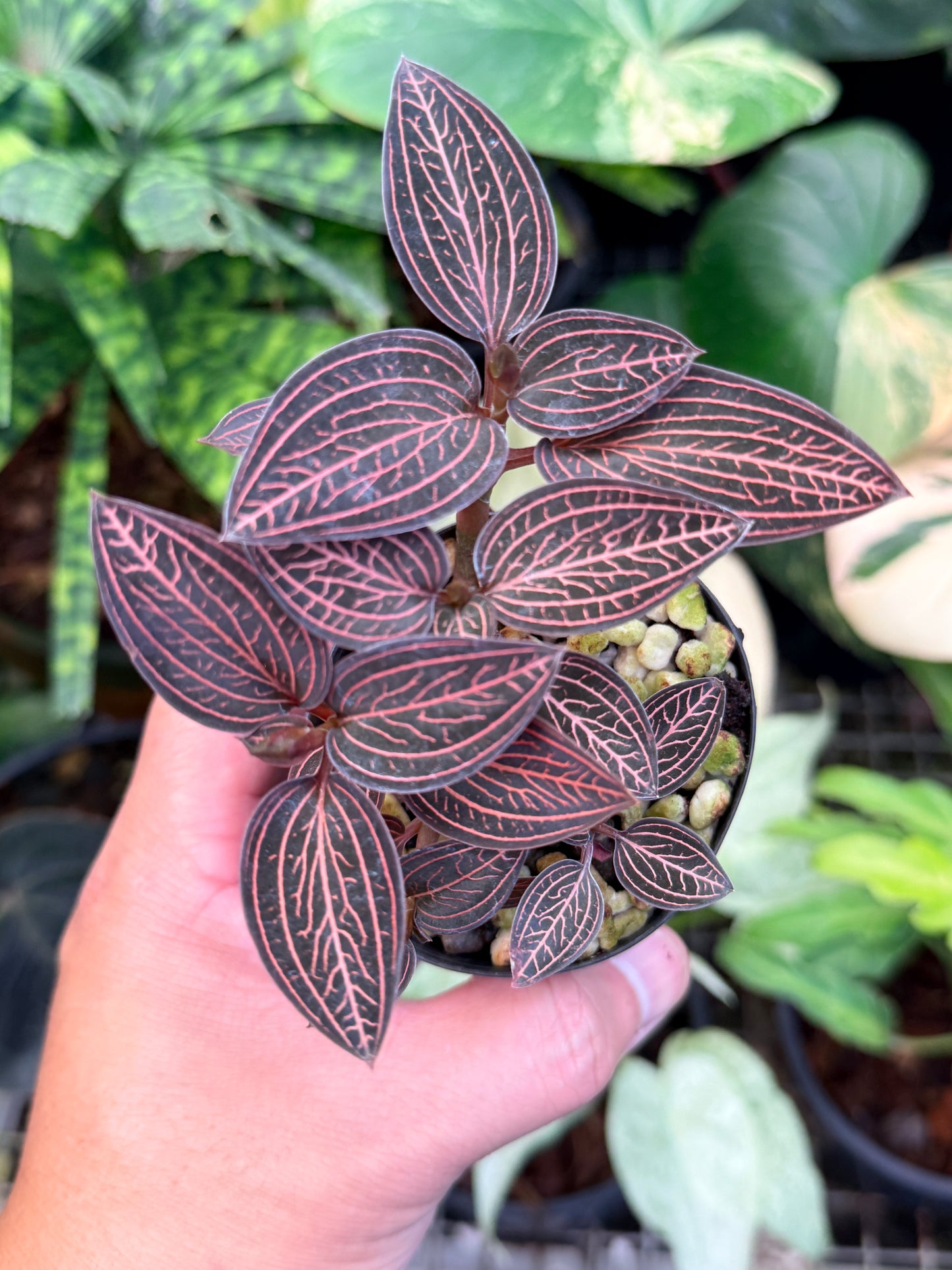 Ludisia discolor 'Spiderman' M46
