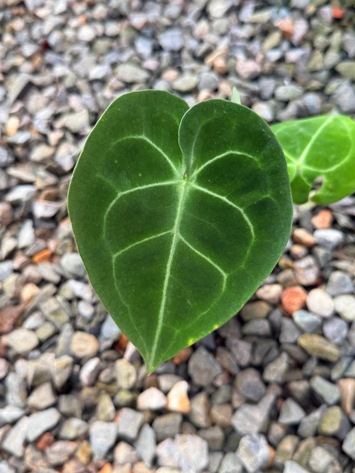 Anthurium Clarinervium V73