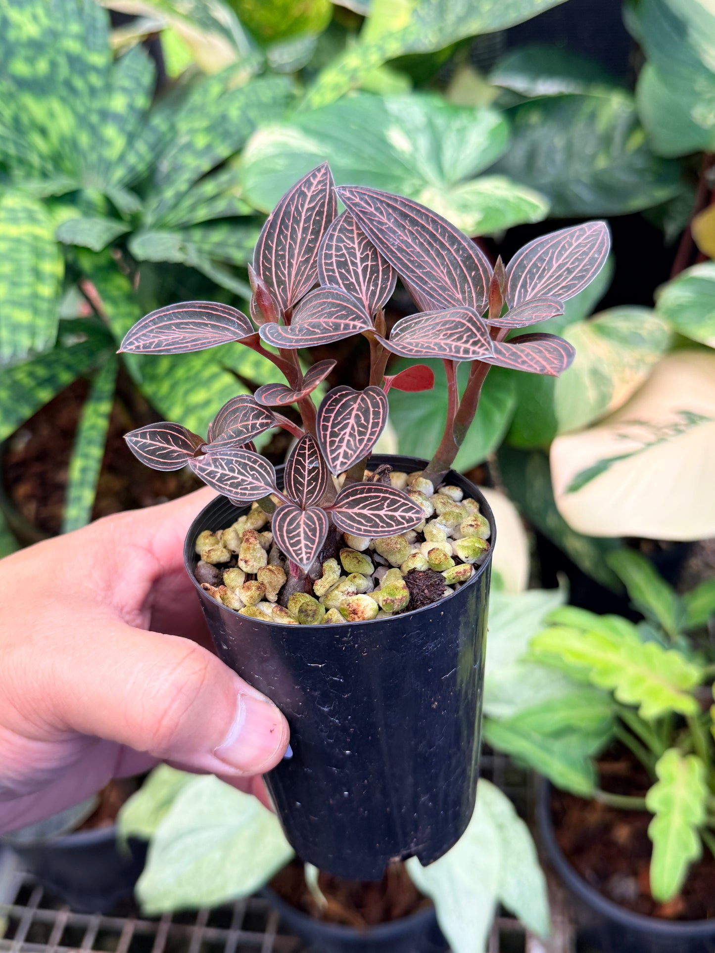 Ludisia discolor 'Spiderman' M46