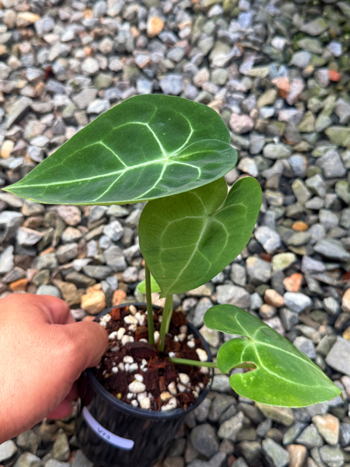 Anthurium Clarinervium V73