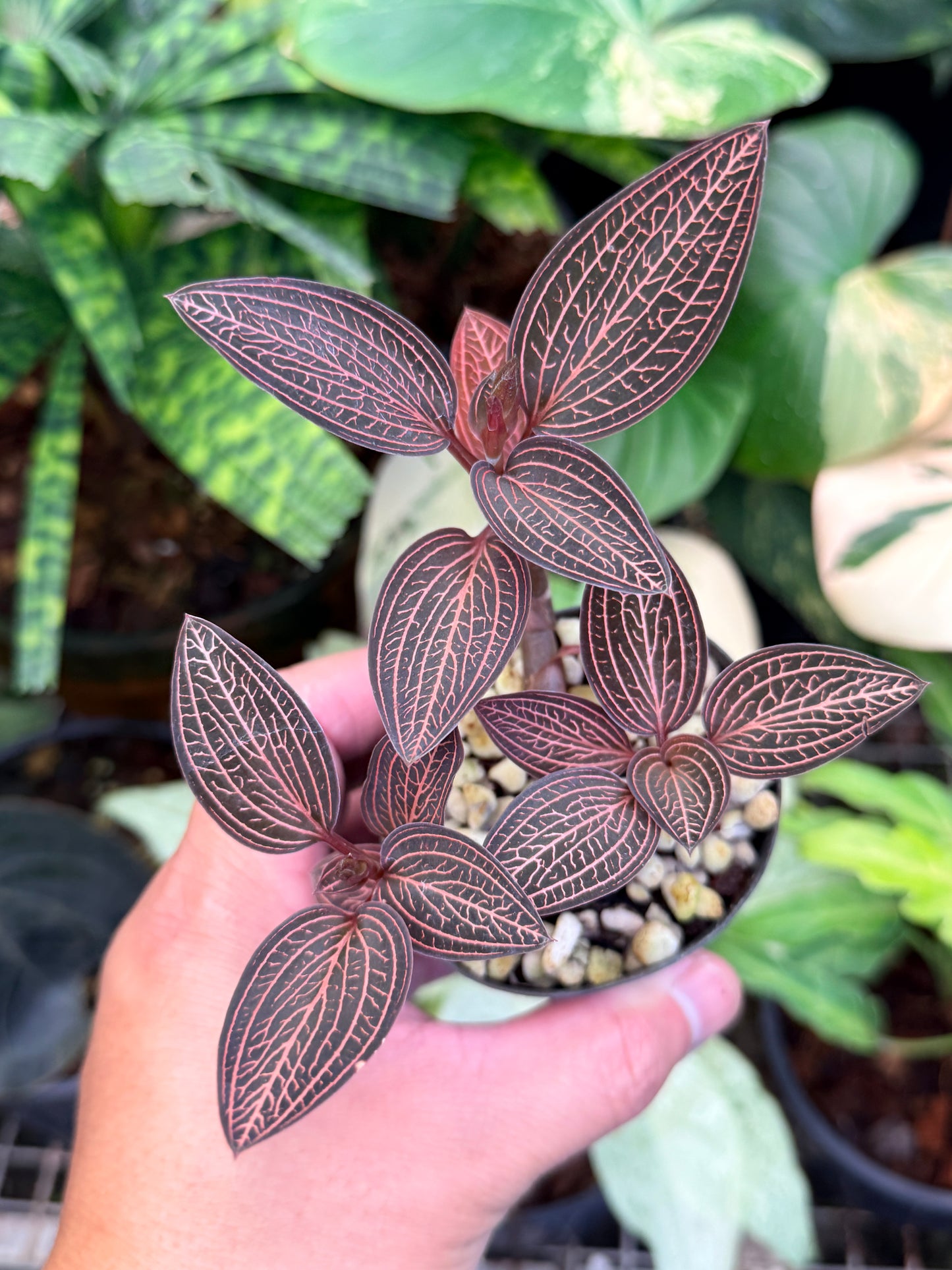 Ludisia discolor 'Spiderman' M48