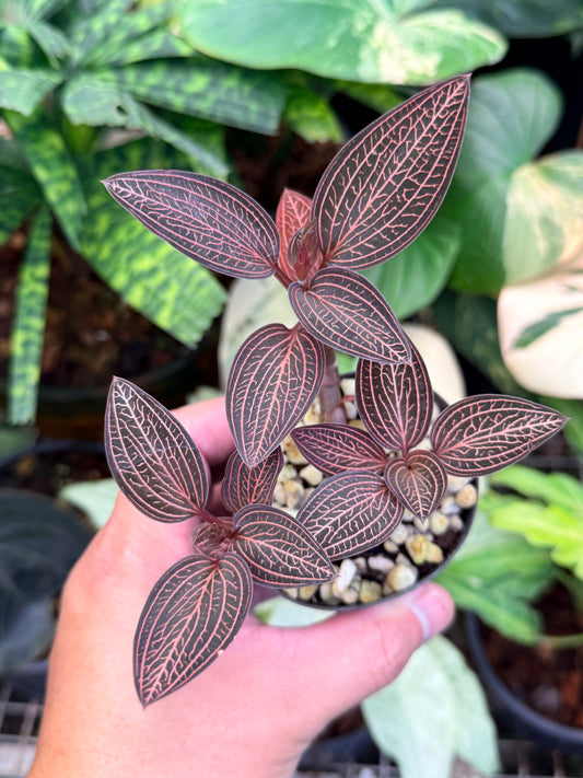 Ludisia discolor 'Spiderman' M48