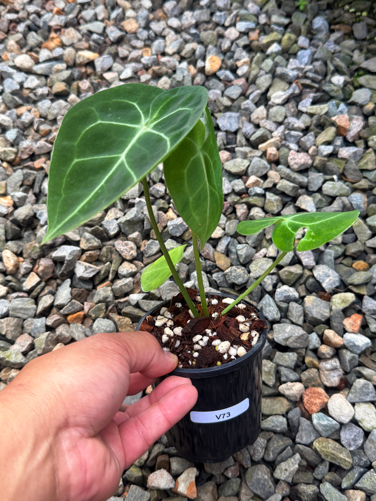 Anthurium Clarinervium V73