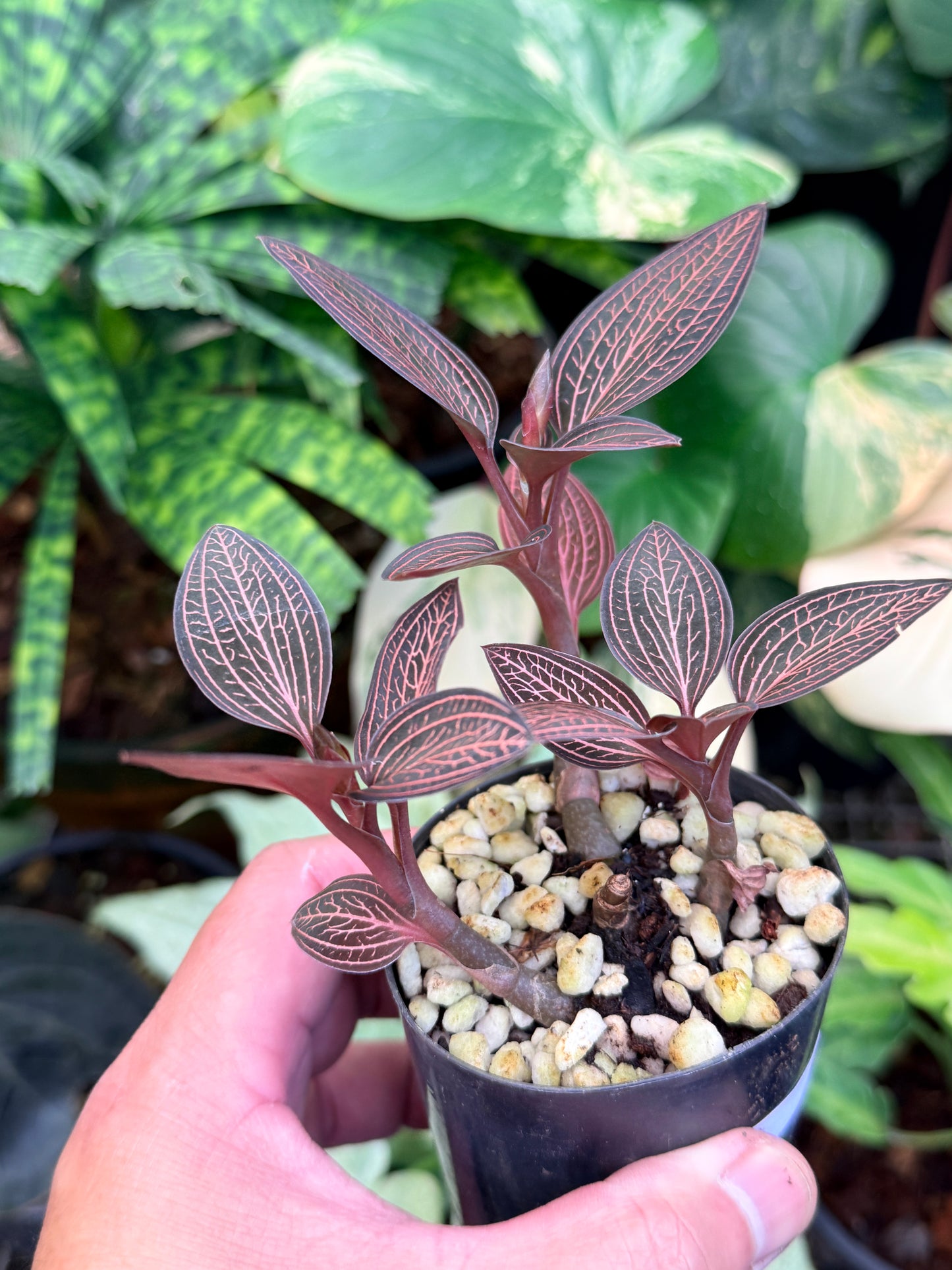 Ludisia discolor 'Spiderman' M48
