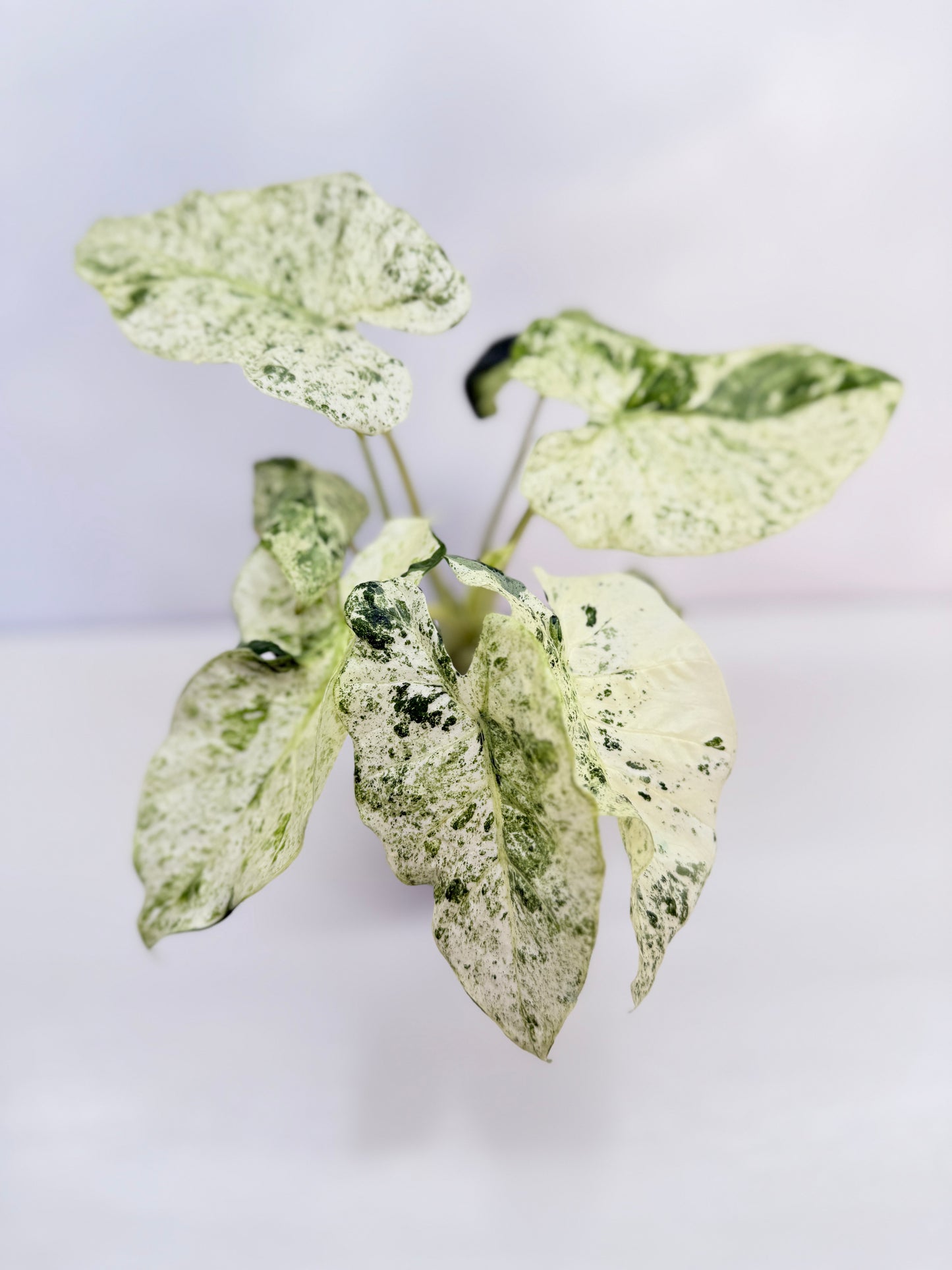 Alocasia odora Batik Variegata V8