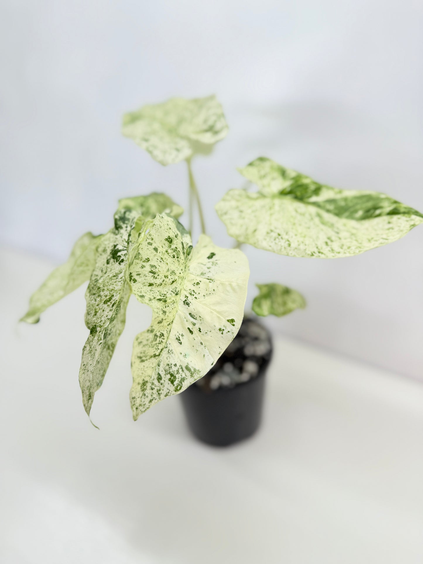 Alocasia odora Batik Variegata V8