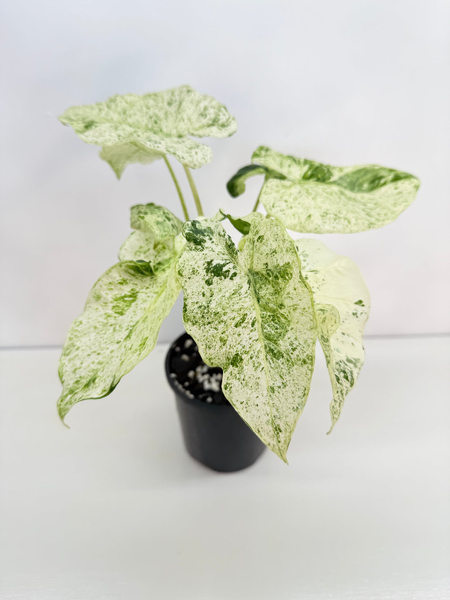 Alocasia odora Batik Variegata V8