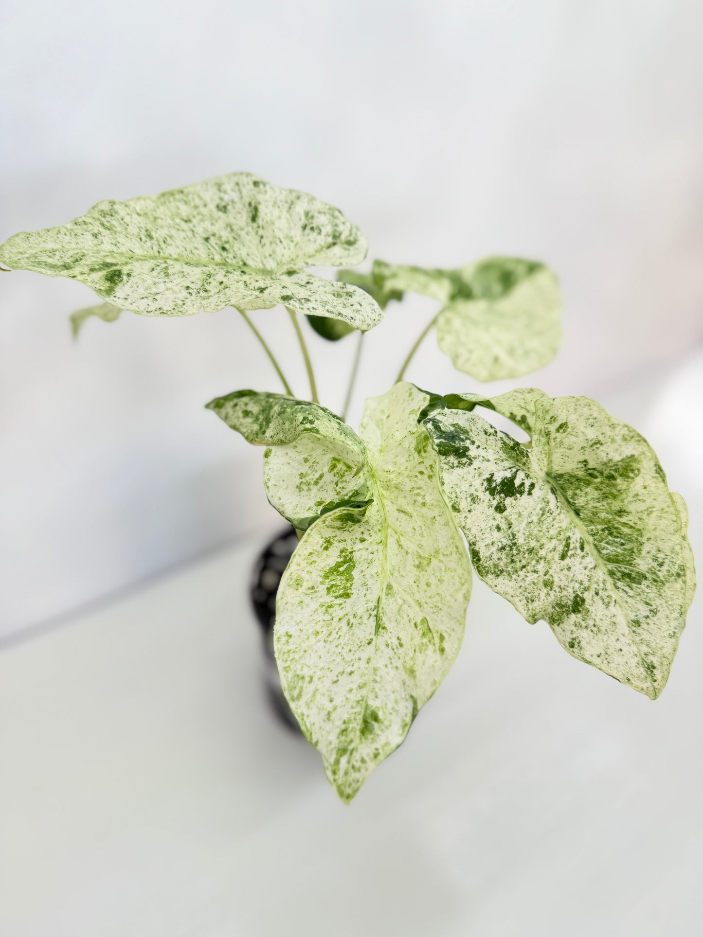 Alocasia odora Batik Variegata V8