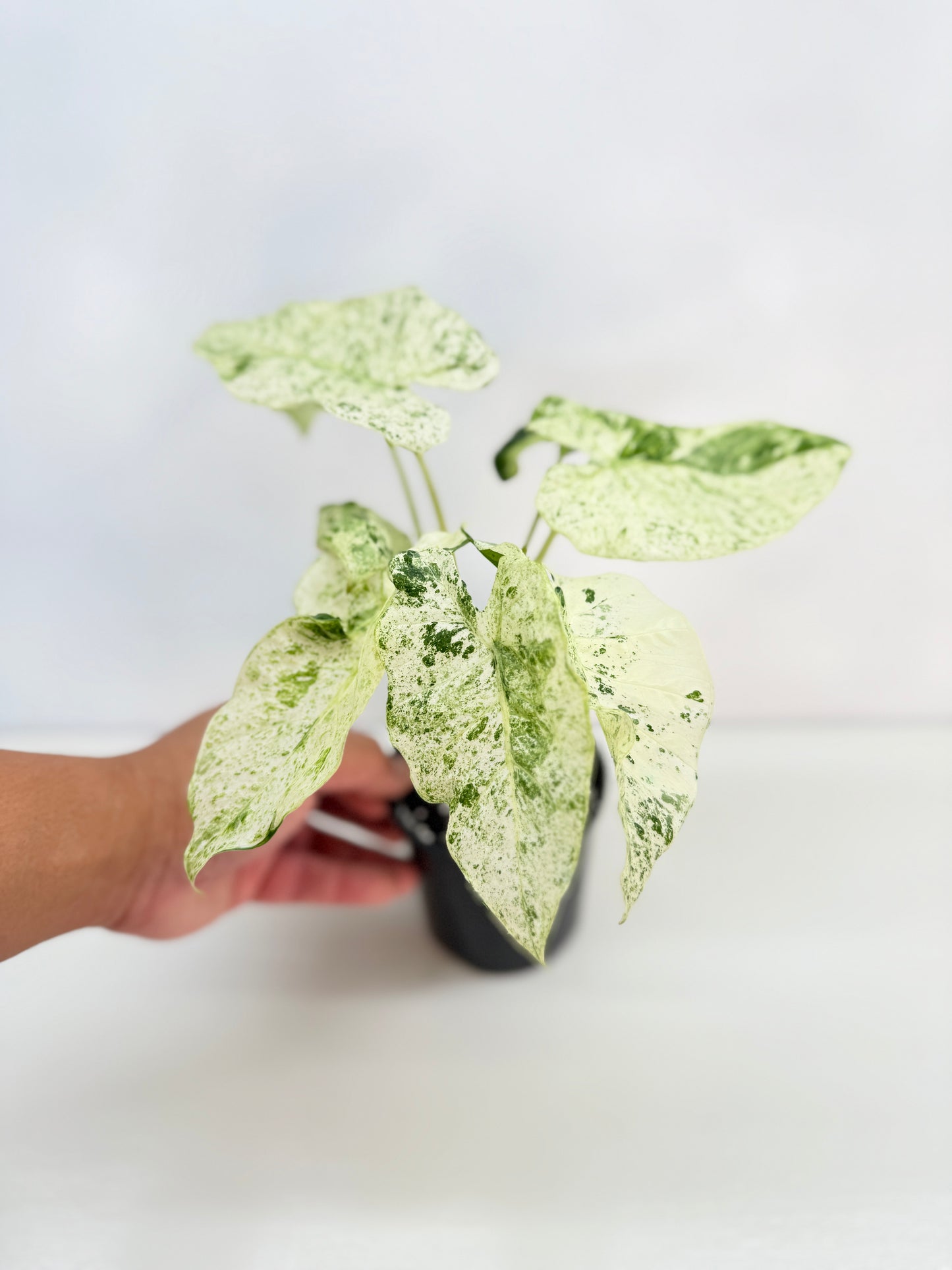Alocasia odora Batik Variegata V8