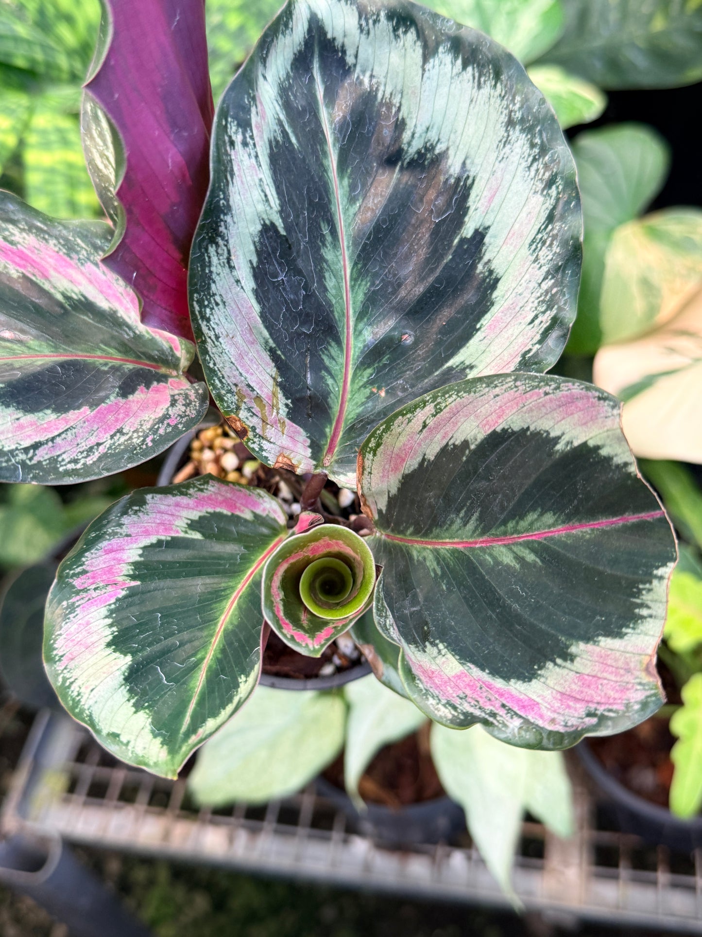 Calathea ‘Roseopicta Marion’ A25