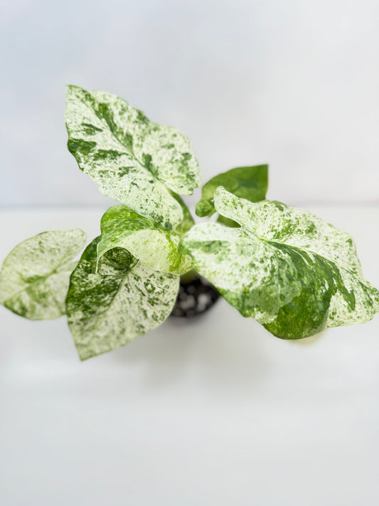 Alocasia odora Batik Variegata B81