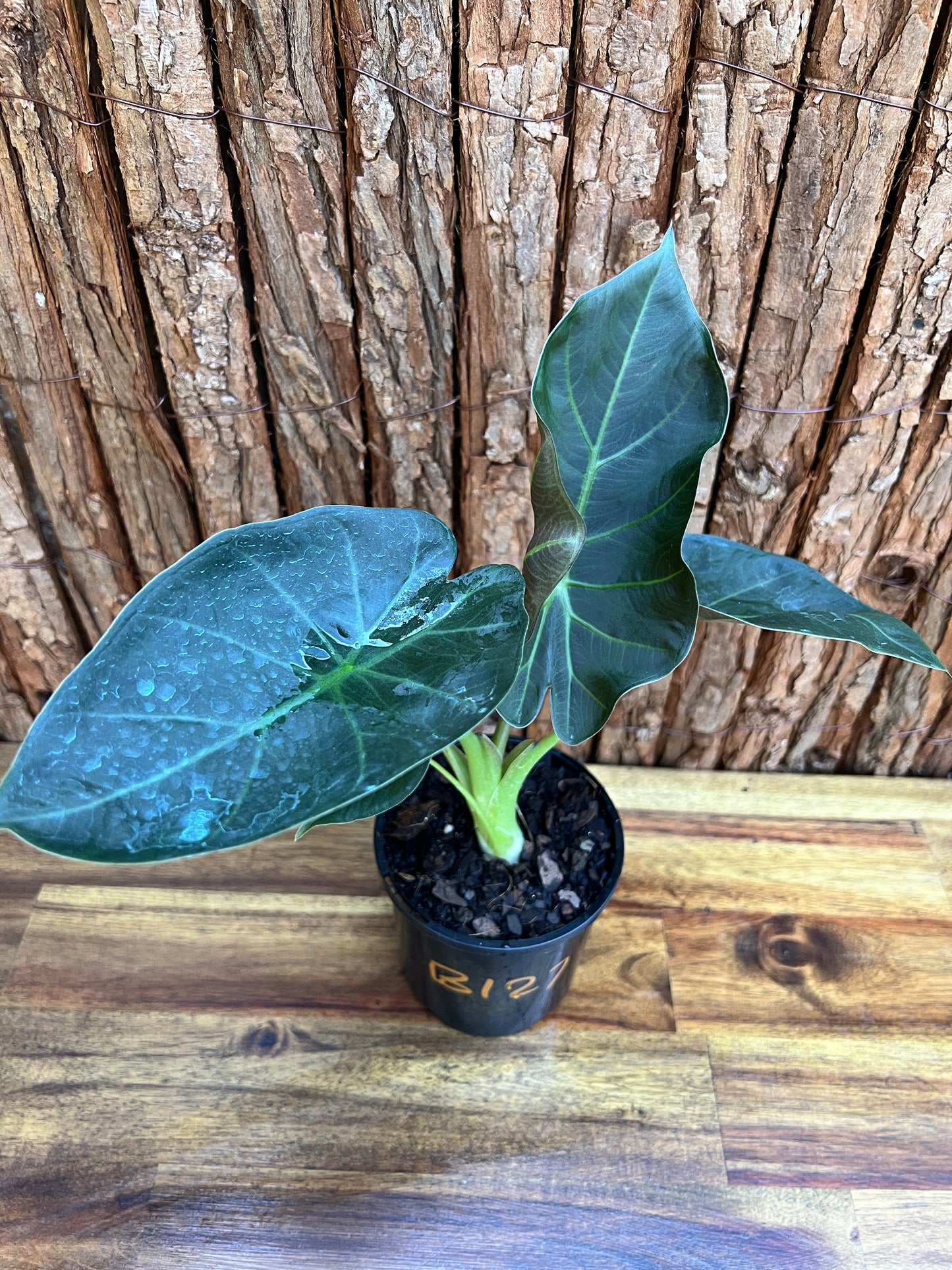 Alocasia Regal Shield B127