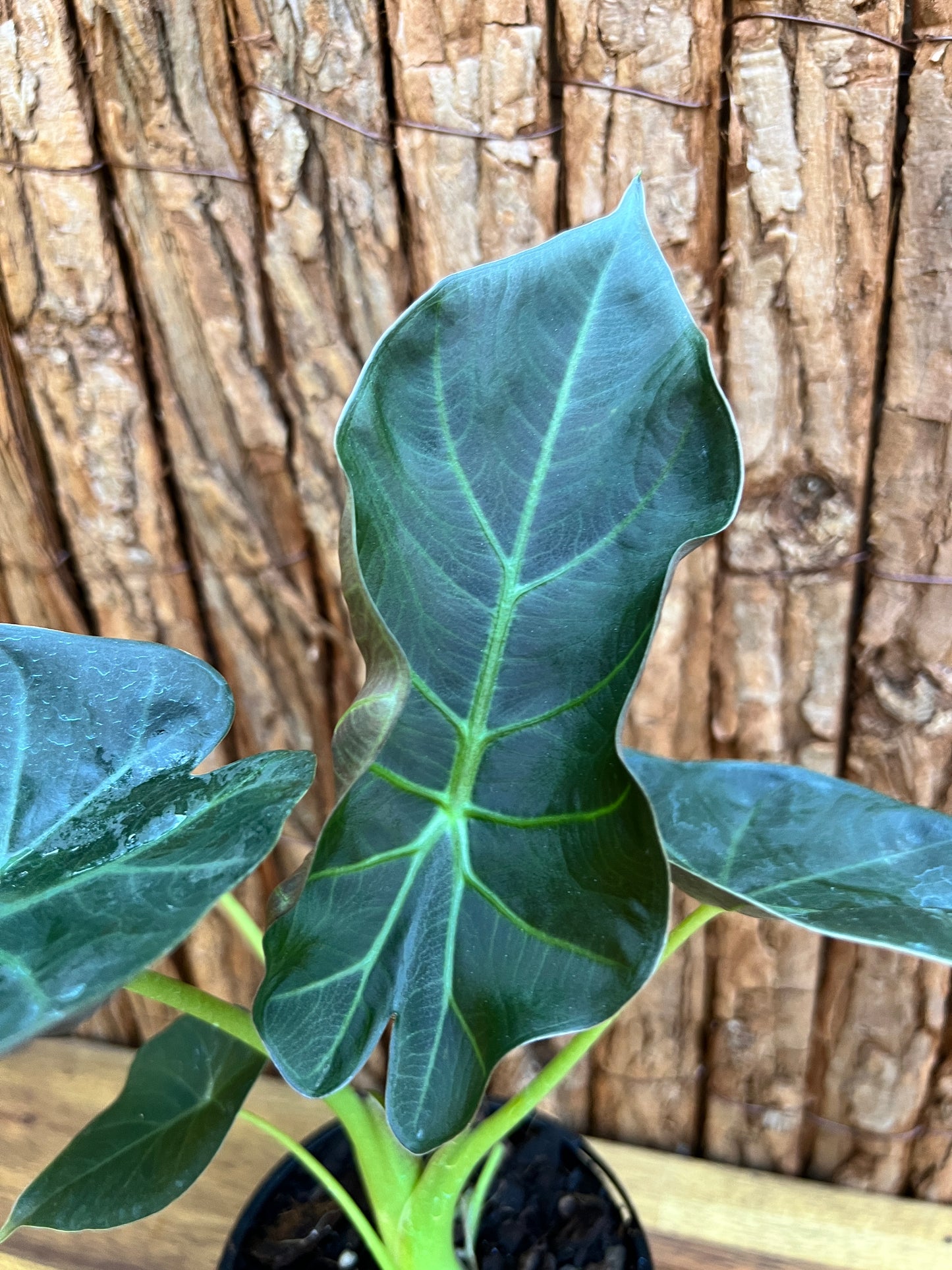 Alocasia Regal Shield B127