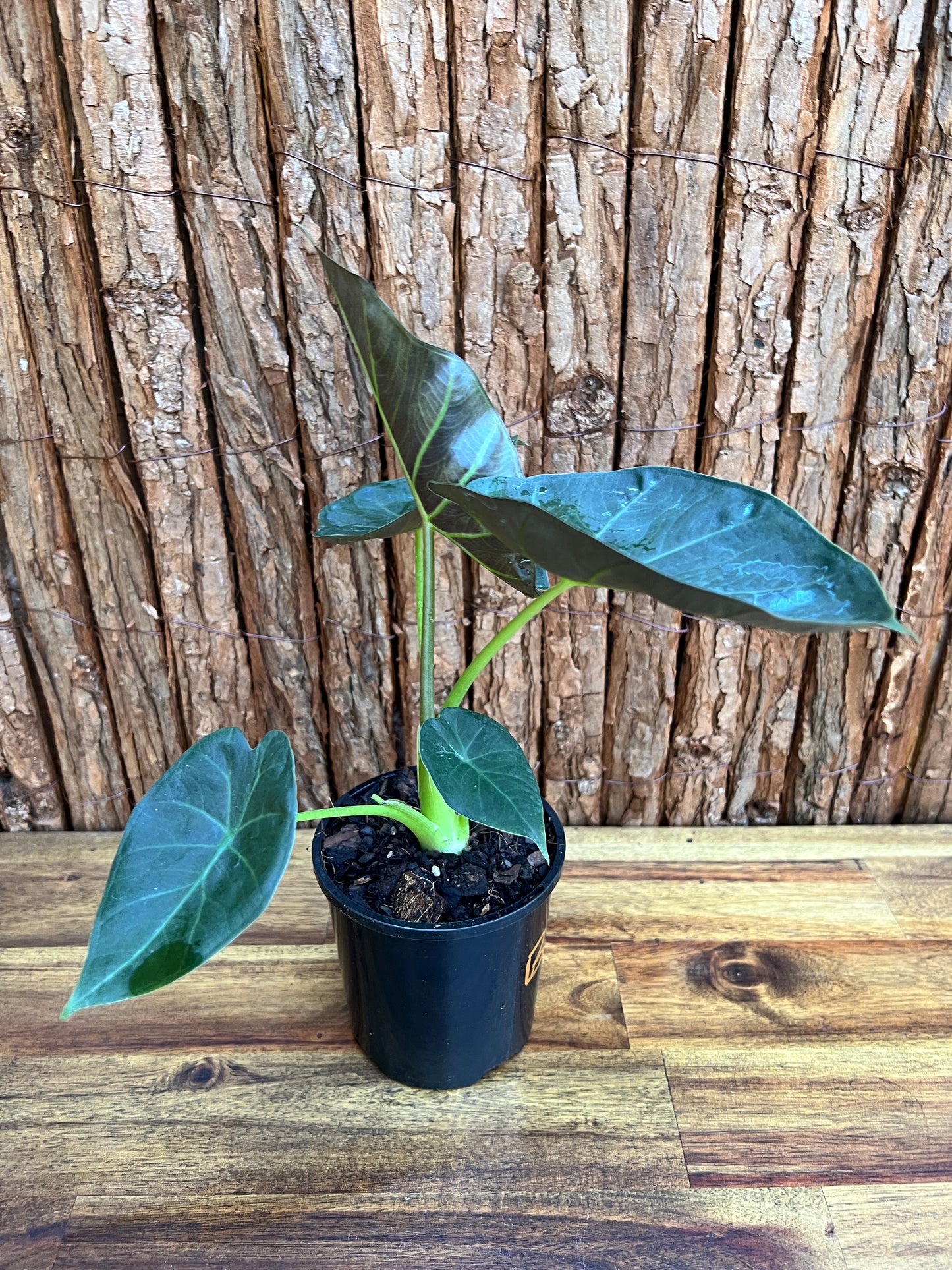 Alocasia Regal Shield B127