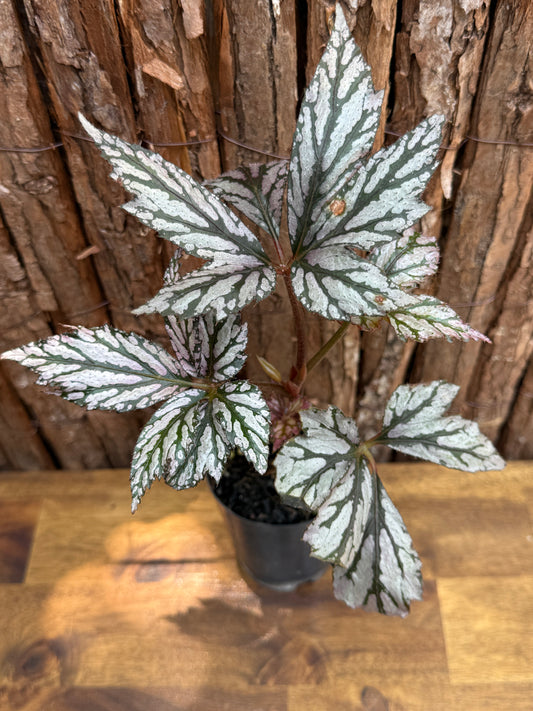 Begonia Benitochiba G78