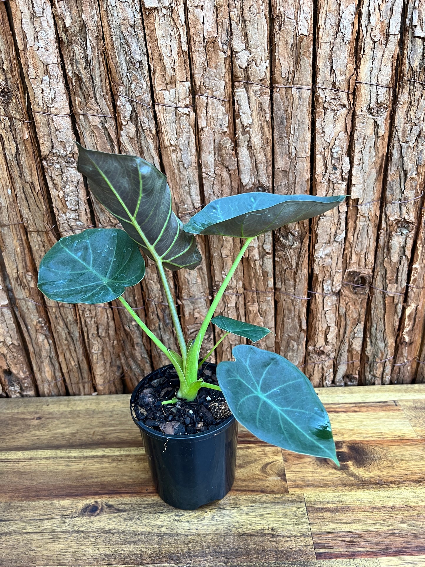 Alocasia Regal Shield B127