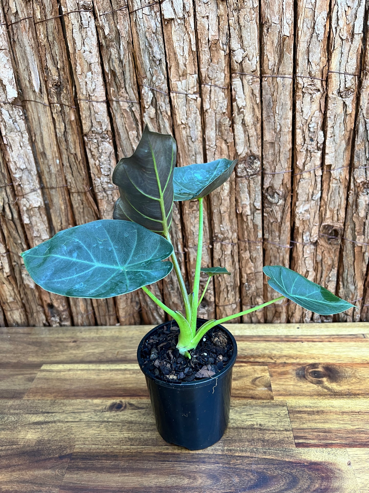 Alocasia Regal Shield B127