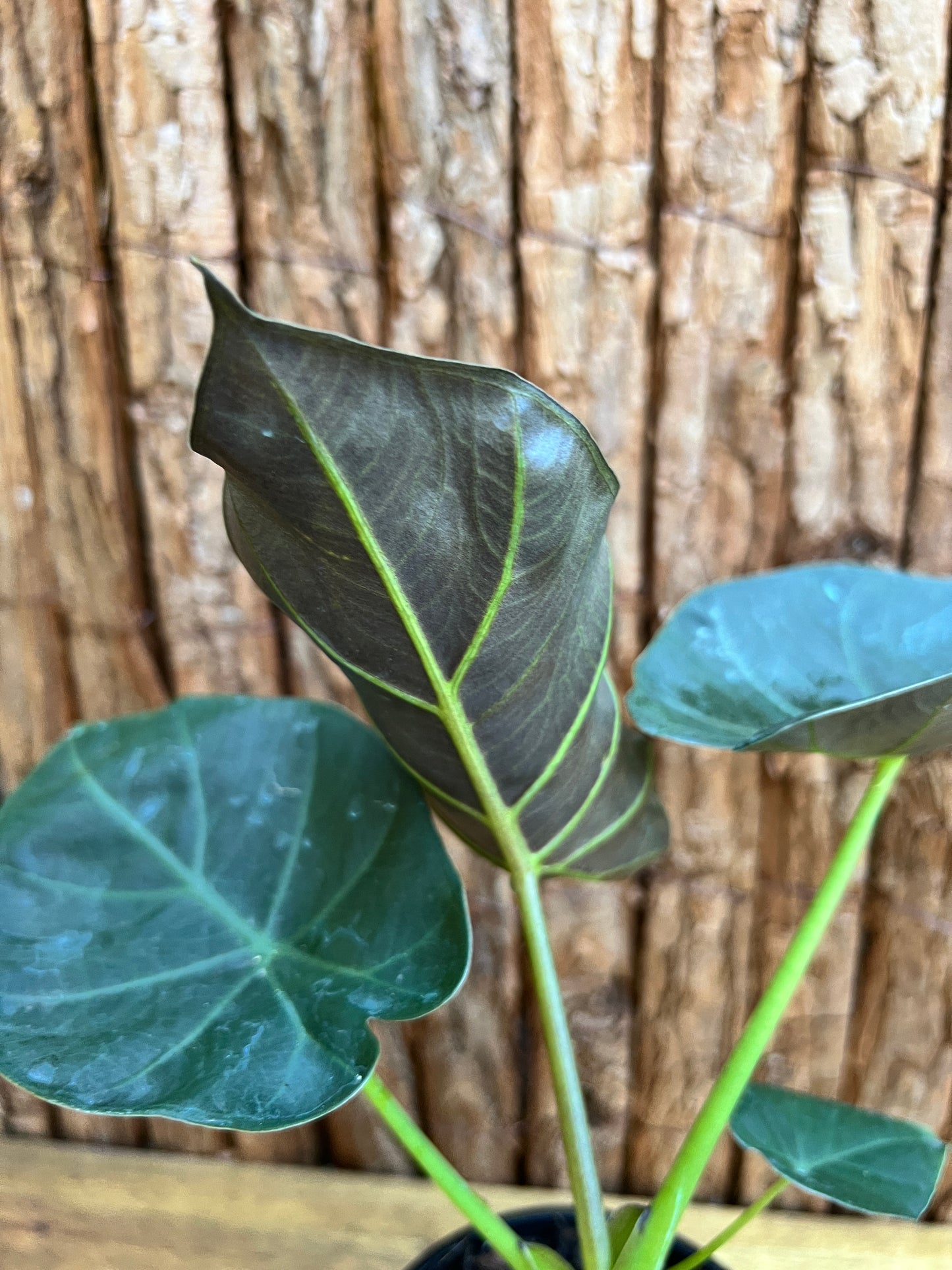 Alocasia Regal Shield B127