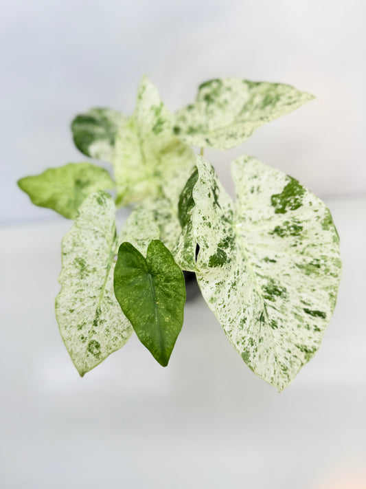 Alocasia odora Batik Variegata C25