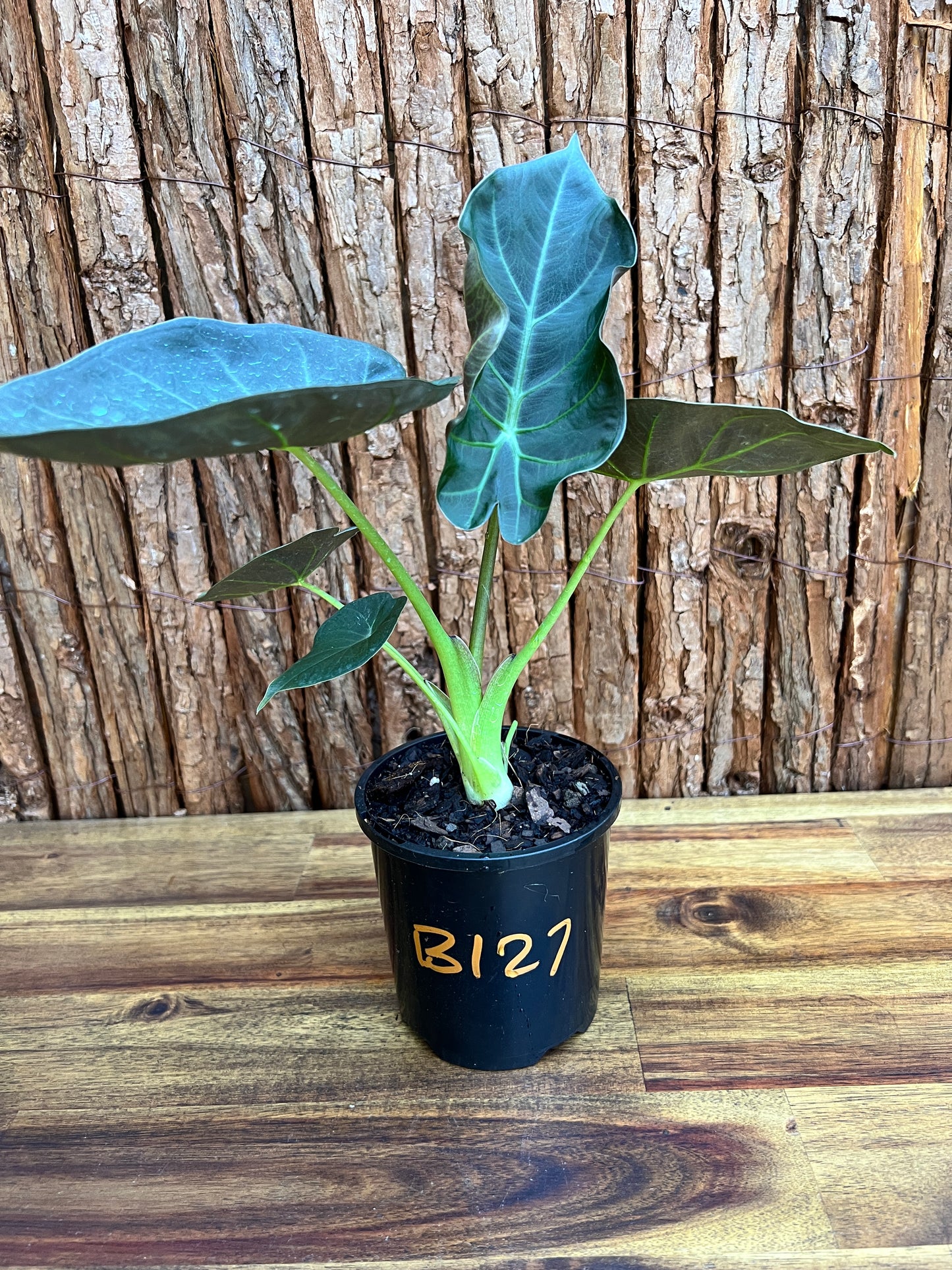 Alocasia Regal Shield B127