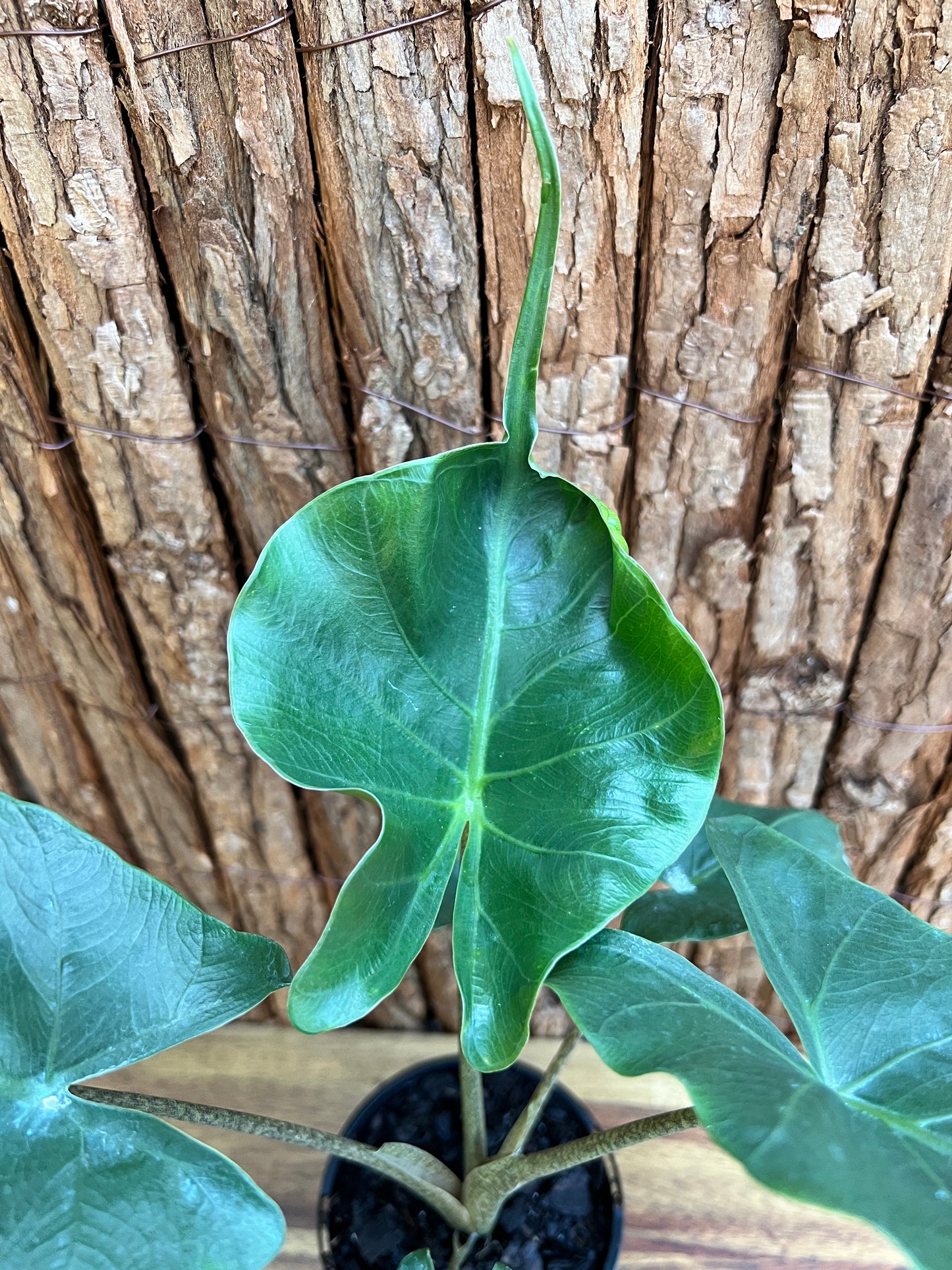 Alocasia Stingray B128