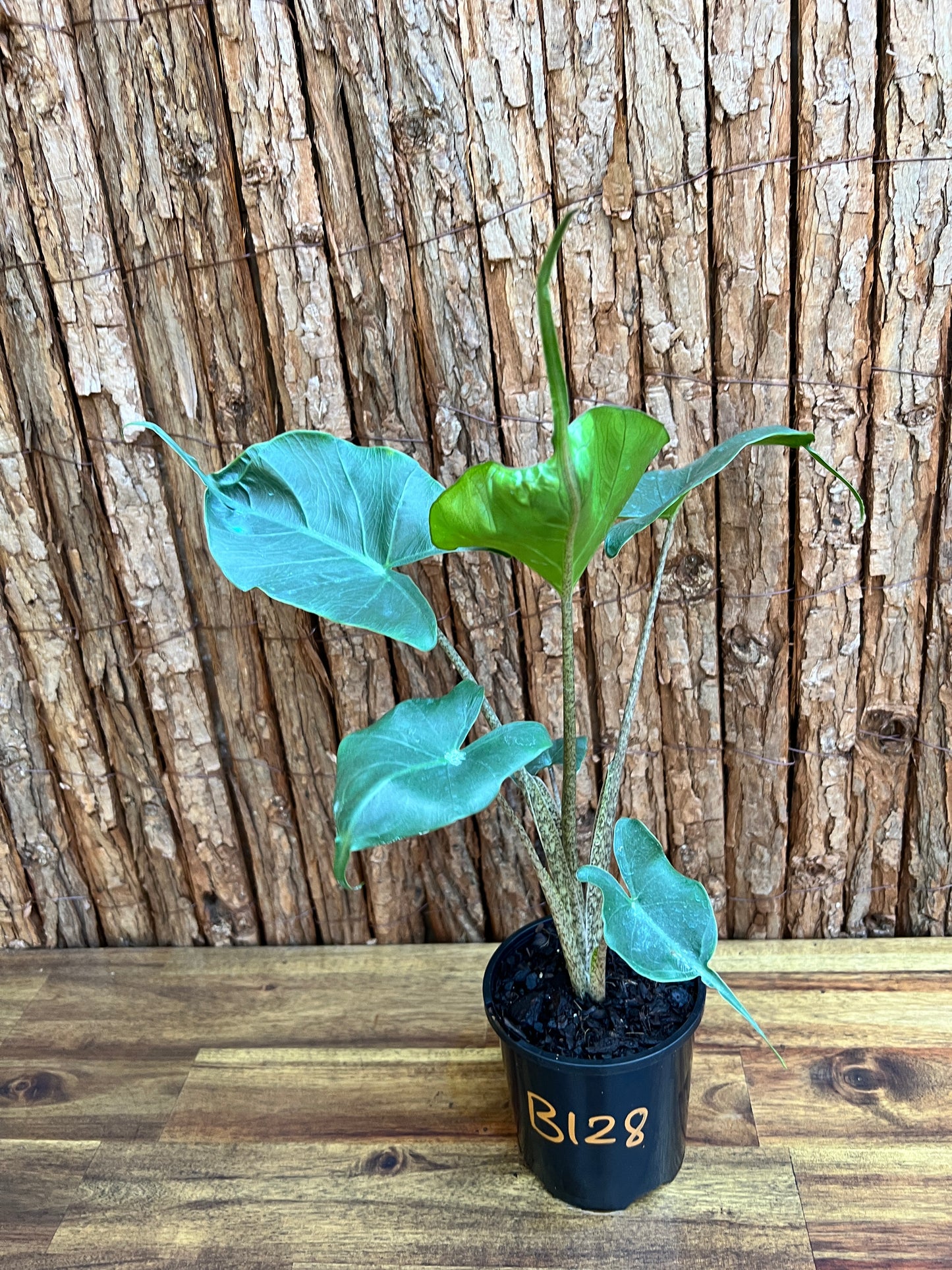 Alocasia Stingray B128