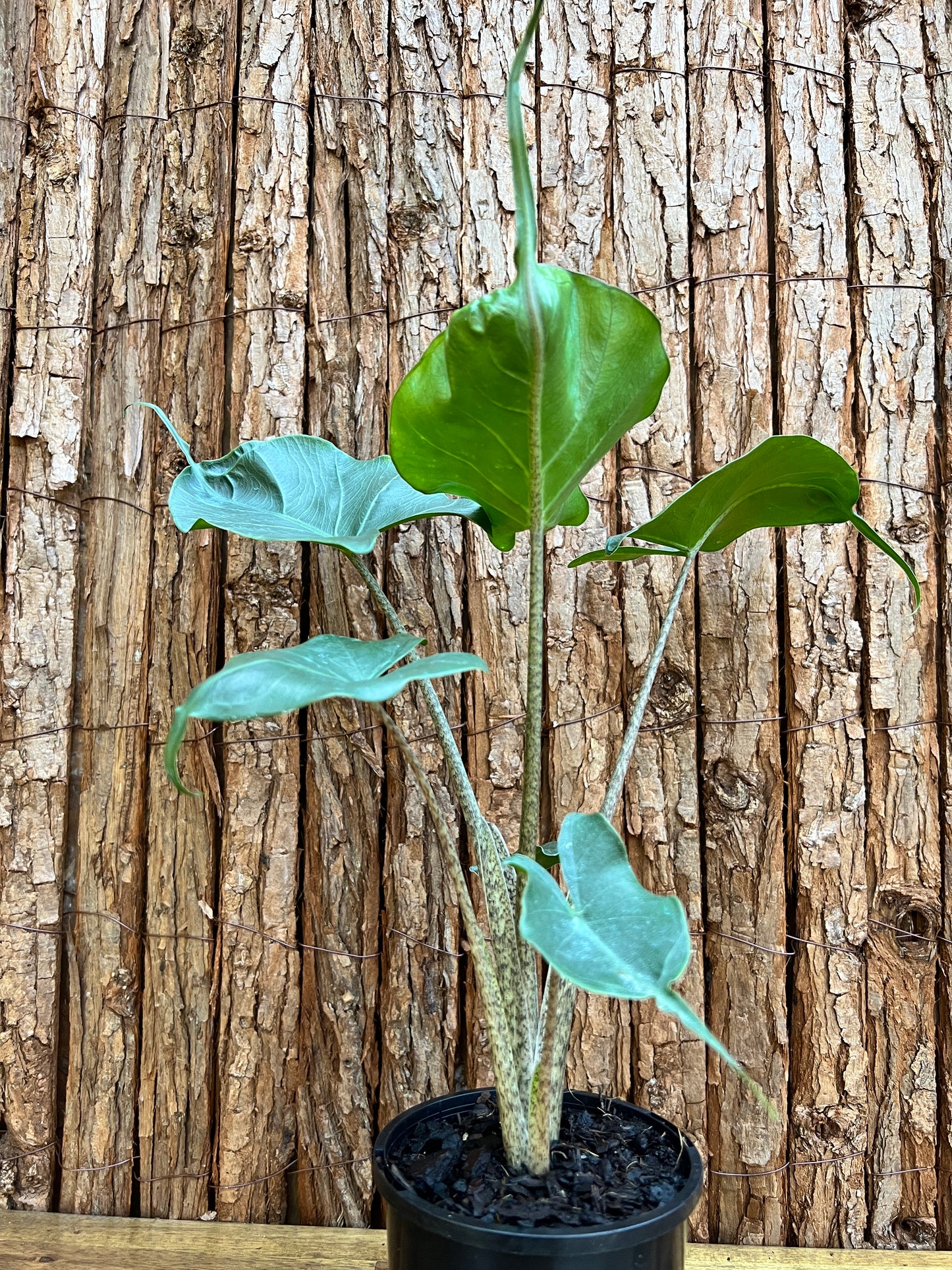 Alocasia Stingray B128