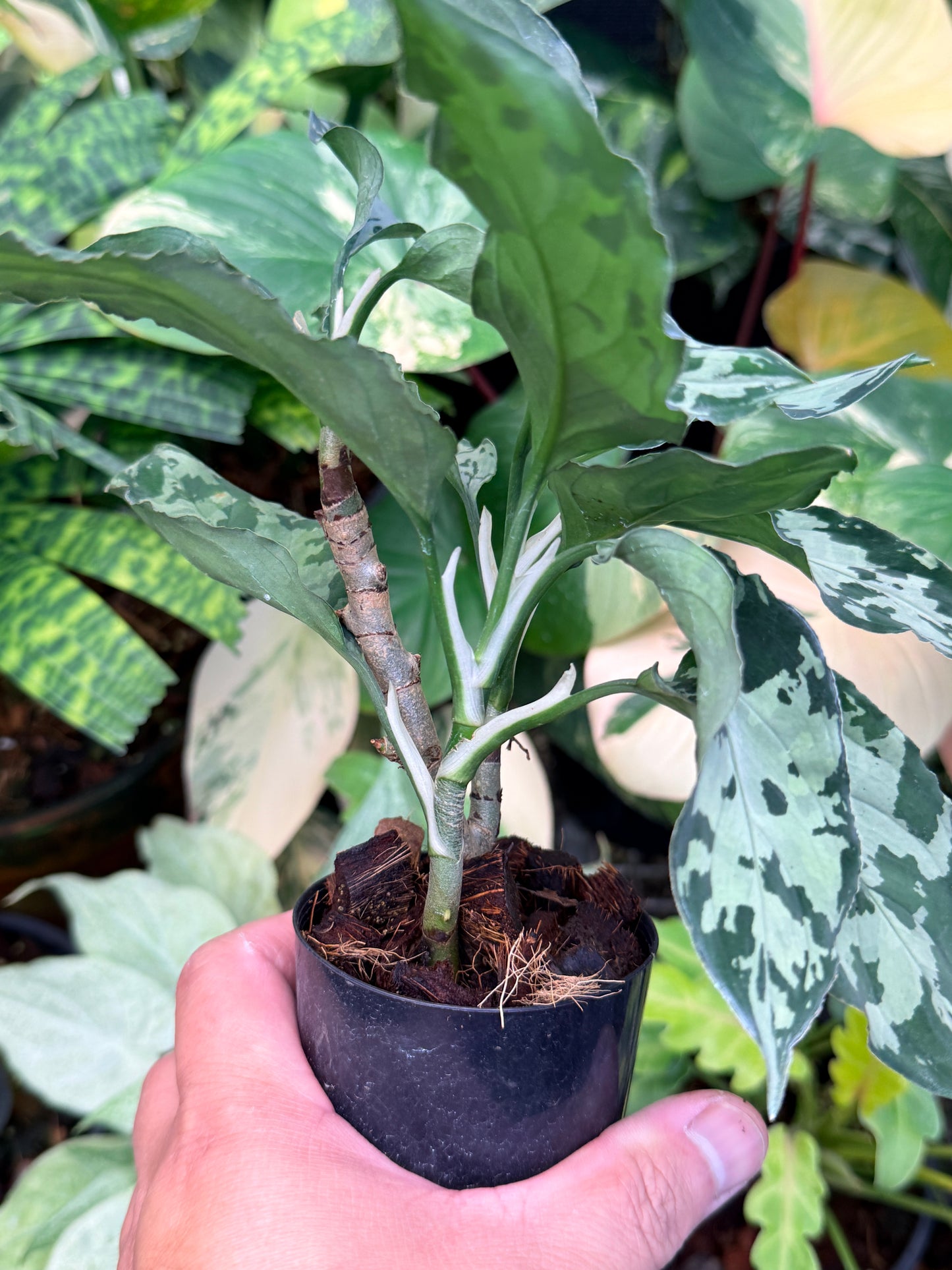 Aglaonema Pictum Tricolor Hybrid M49