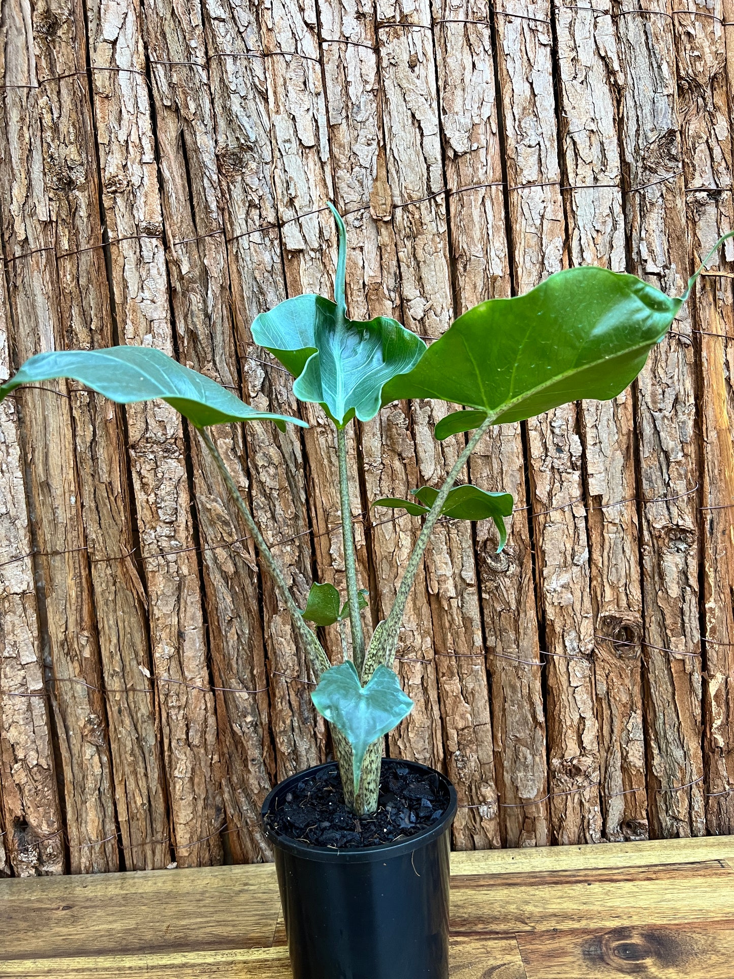 Alocasia Stingray B128