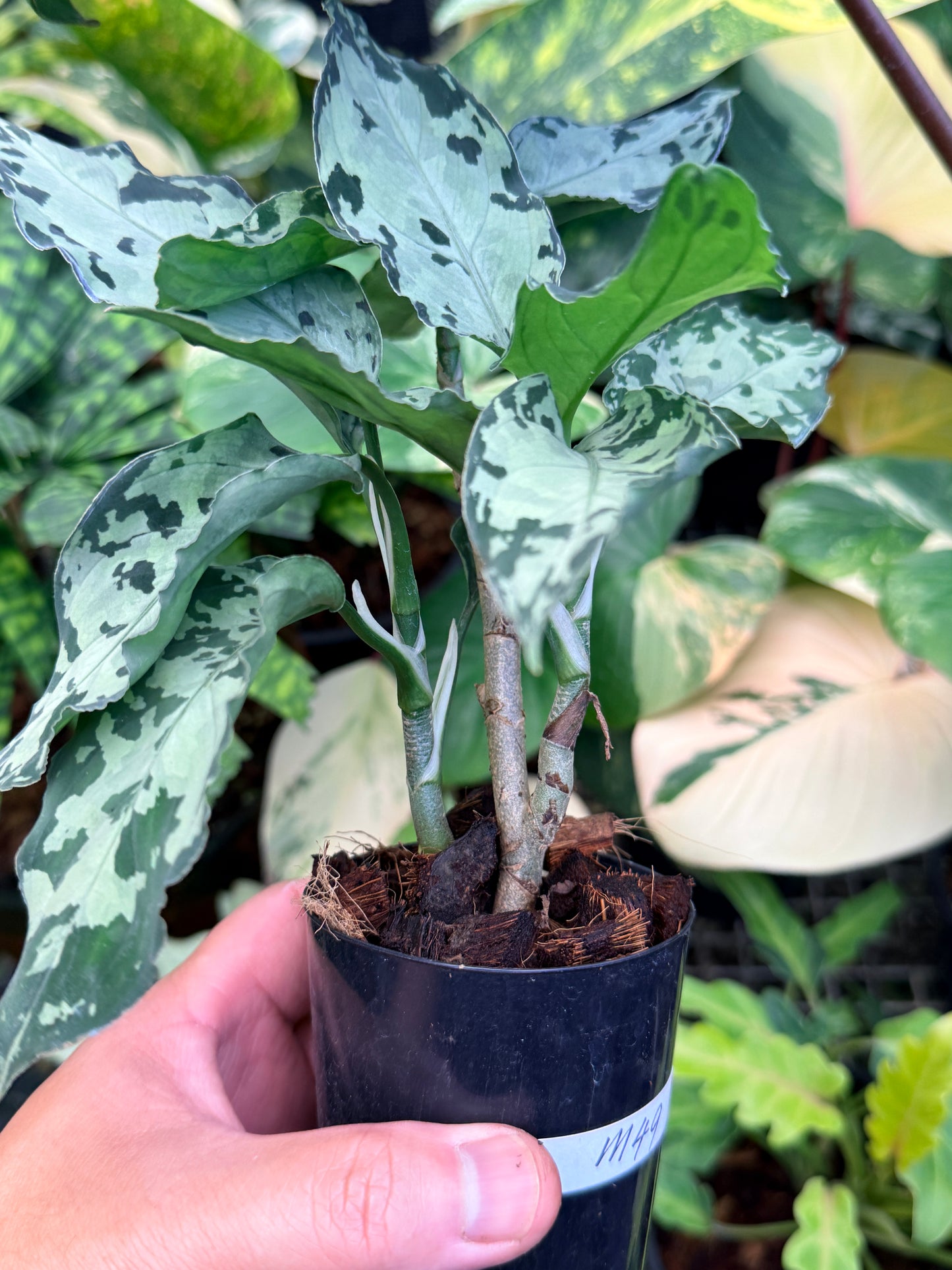 Aglaonema Pictum Tricolor Hybrid M49