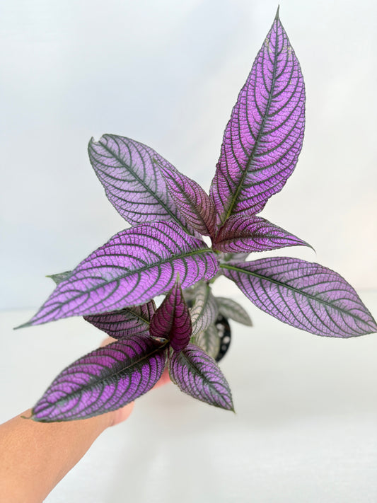 Strobilanthus Dyerianus 'Persian Shield' C26