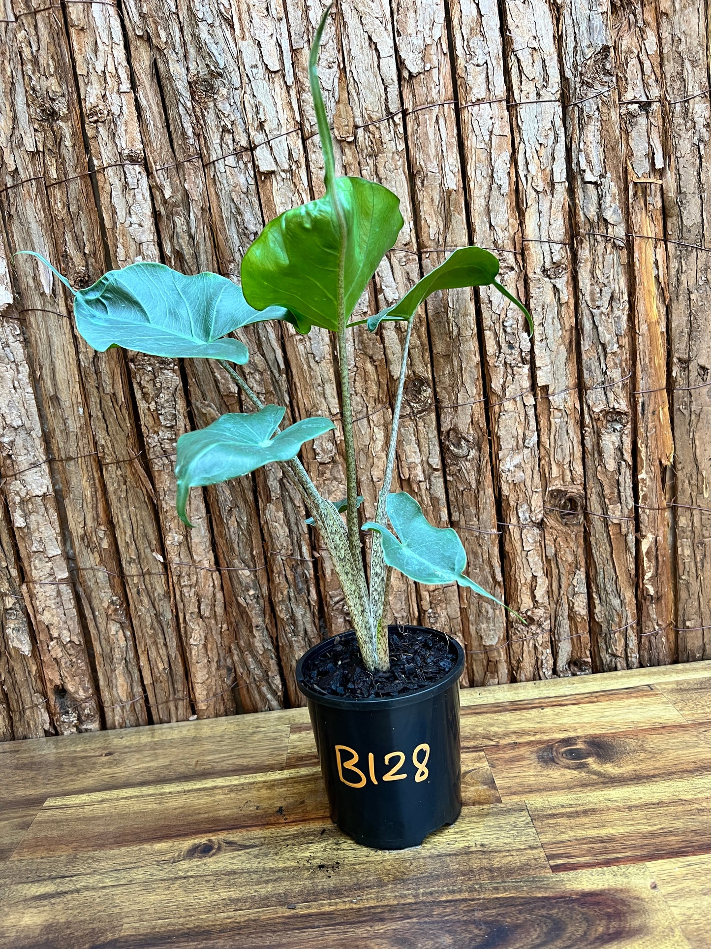 Alocasia Stingray B128