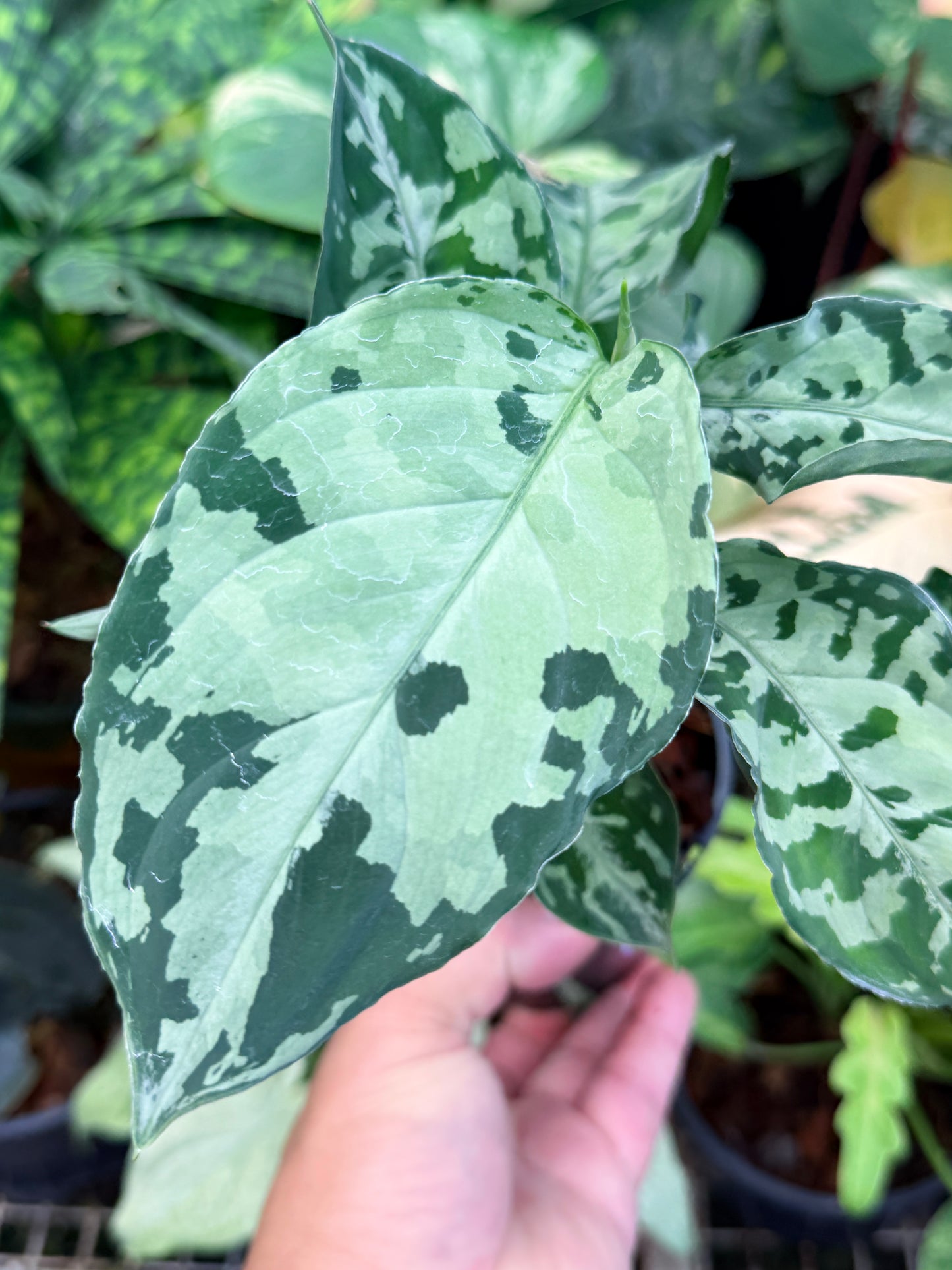 Aglaonema Pictum Tricolor Hybrid M51