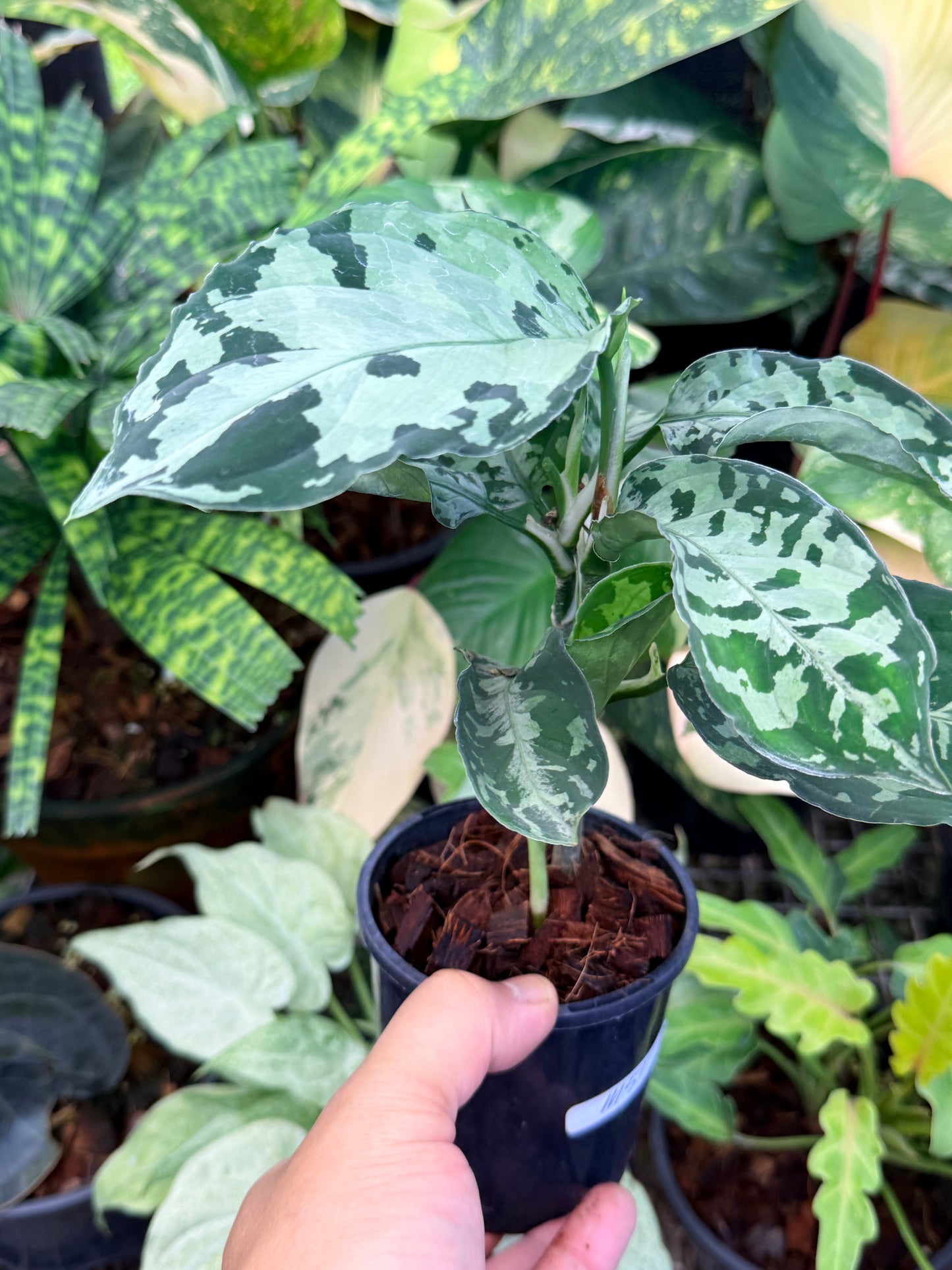 Aglaonema Pictum Tricolor Hybrid M51